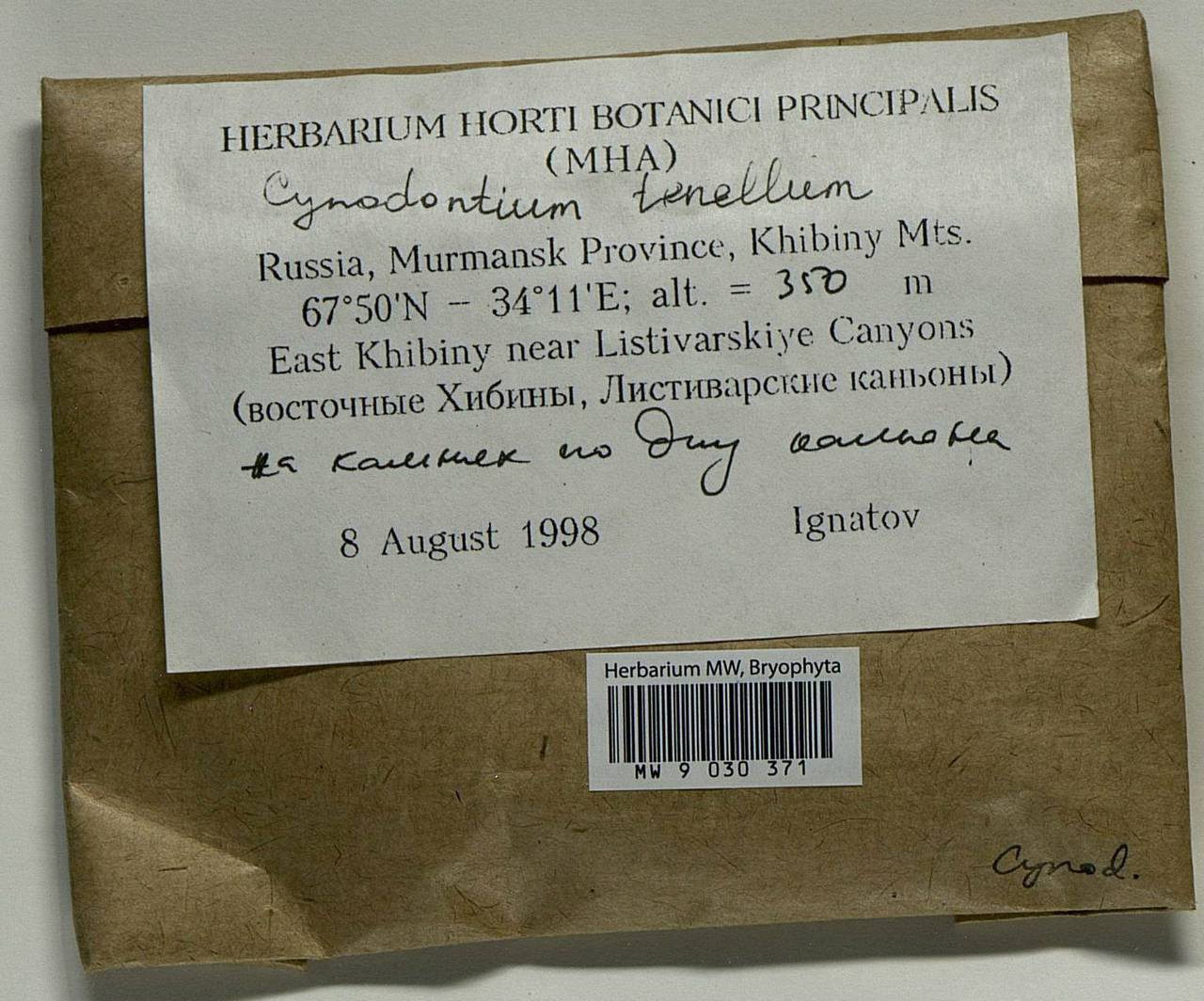 Cynodontium tenellum (Schimp.) Limpr., Bryophytes, Bryophytes - Karelia, Leningrad & Murmansk Oblasts (B4) (Russia)