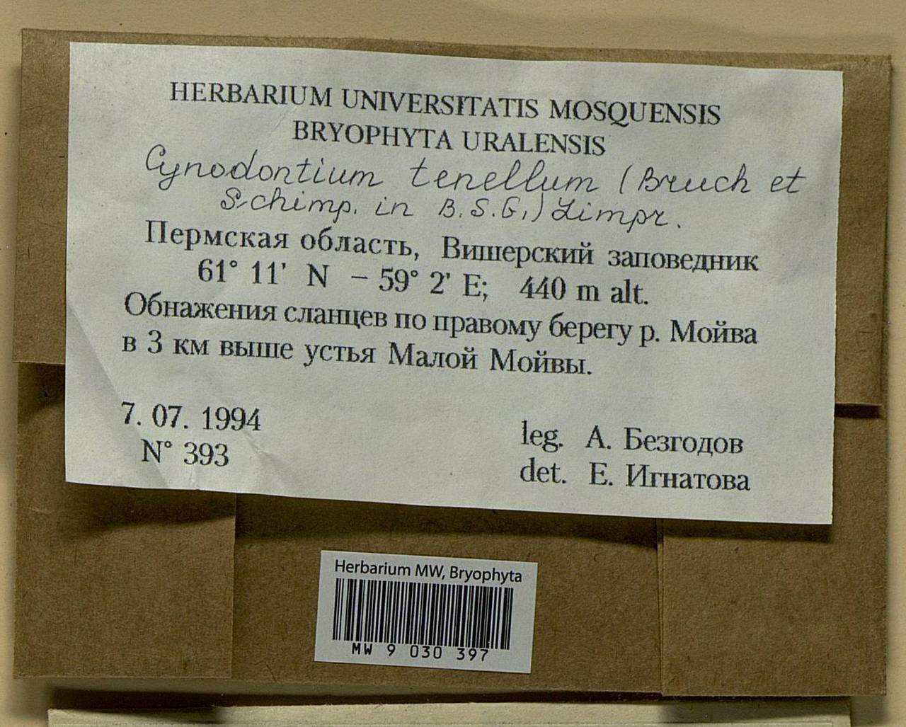 Cynodontium tenellum (Schimp.) Limpr., Bryophytes, Bryophytes - Permsky Krai, Udmurt Republic, Sverdlovsk & Kirov Oblasts (B8) (Russia)