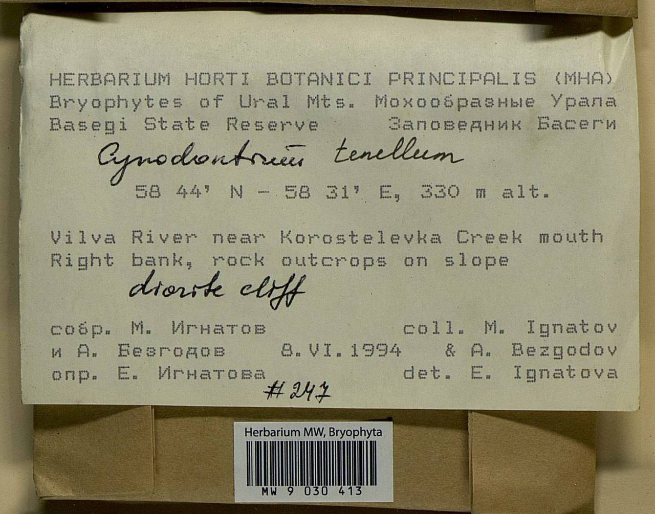 Cynodontium tenellum (Schimp.) Limpr., Bryophytes, Bryophytes - Permsky Krai, Udmurt Republic, Sverdlovsk & Kirov Oblasts (B8) (Russia)