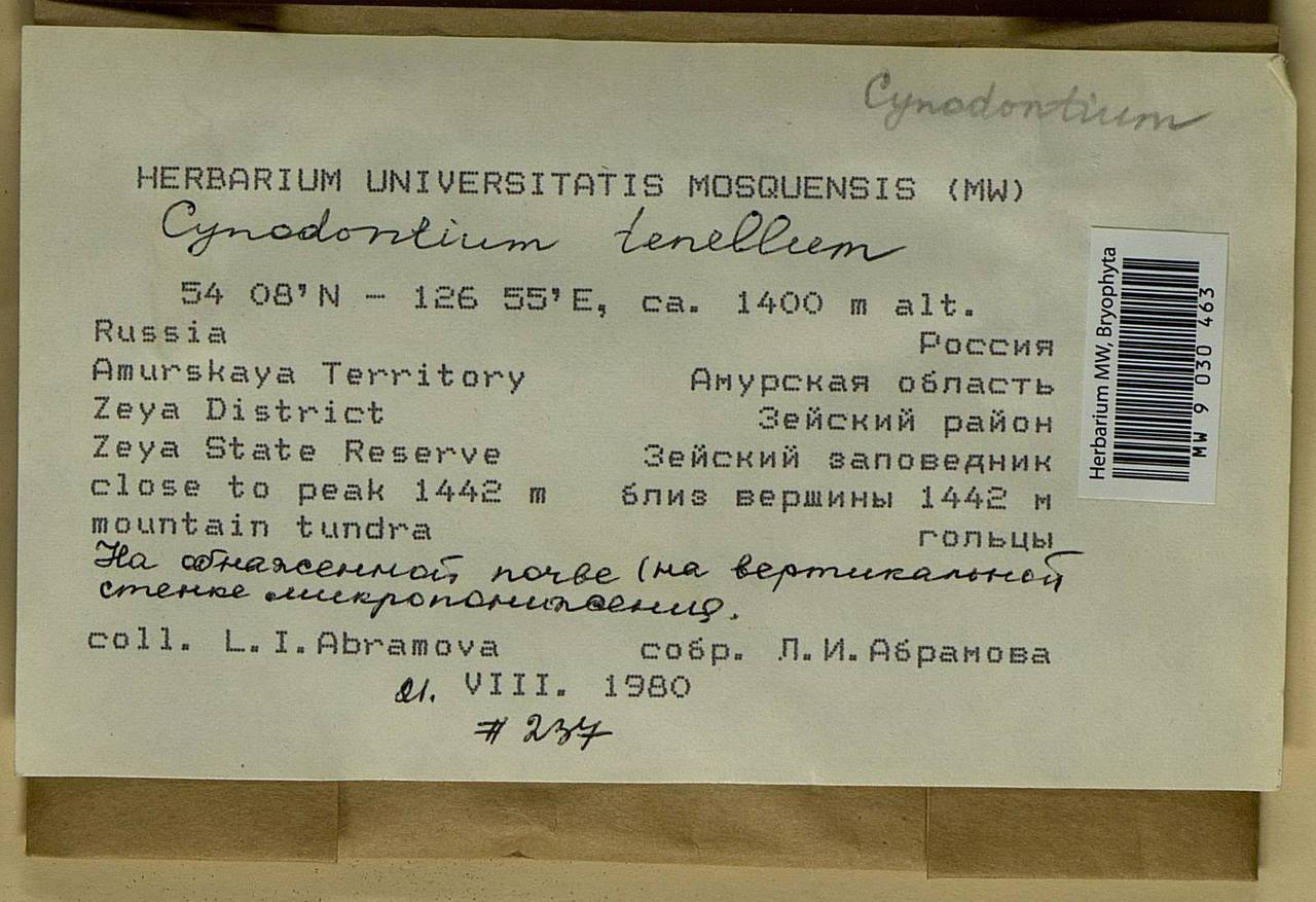 Cynodontium tenellum (Schimp.) Limpr., Bryophytes, Bryophytes - Russian Far East (excl. Chukotka & Kamchatka) (B20) (Russia)