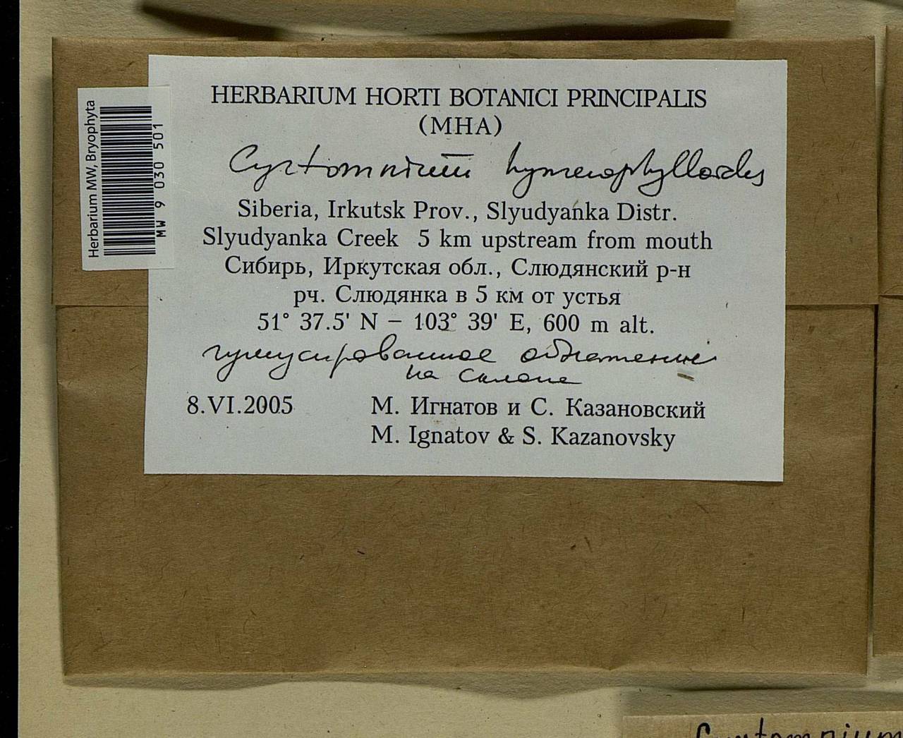 Cyrtomnium hymenophylloides (Huebener) T.J. Kop., Bryophytes, Bryophytes - Baikal & Transbaikal regions (B18) (Russia)