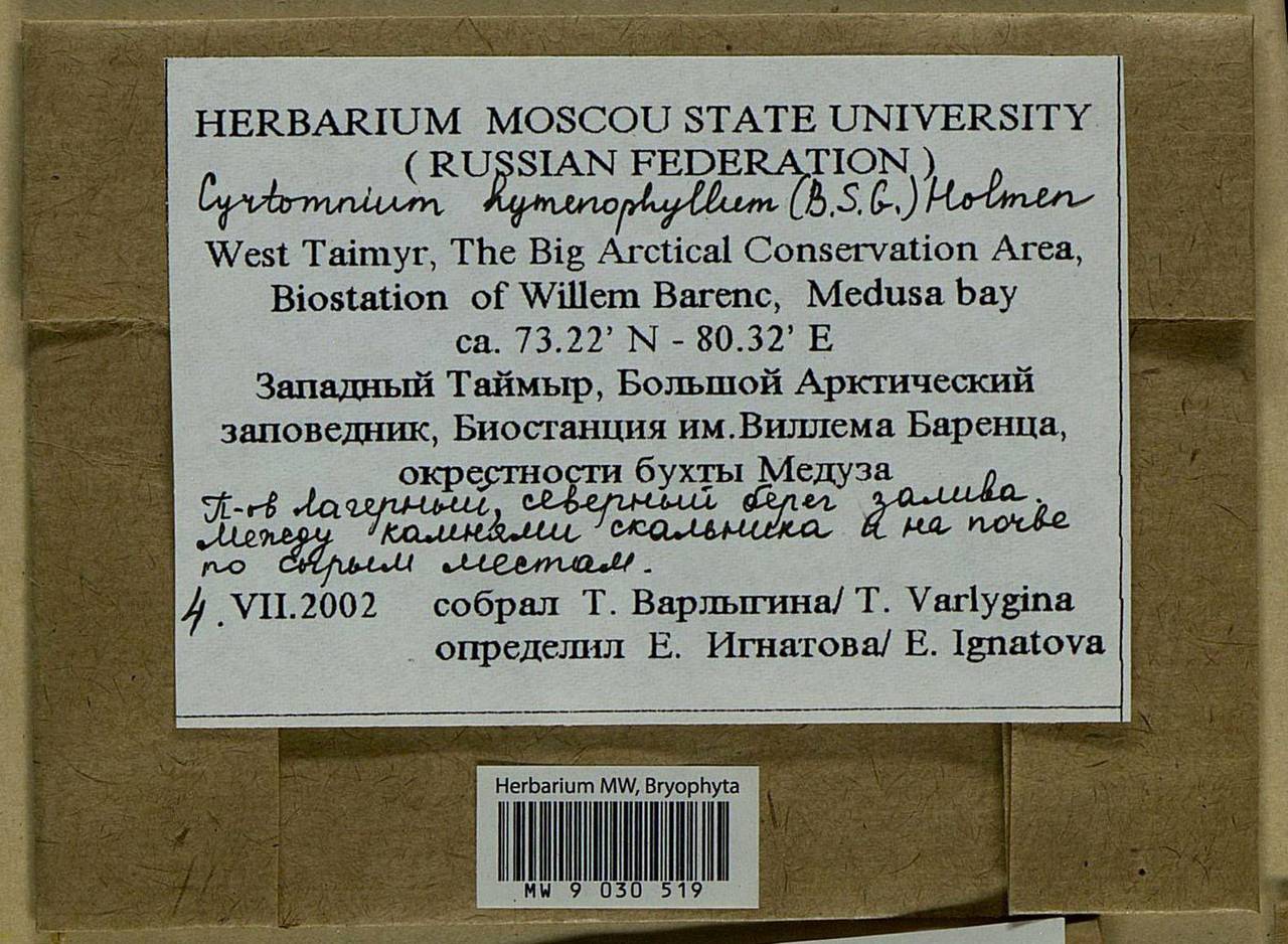 Cyrtomnium hymenophylloides (Huebener) T.J. Kop., Bryophytes, Bryophytes - Krasnoyarsk Krai, Tyva & Khakassia (B17) (Russia)