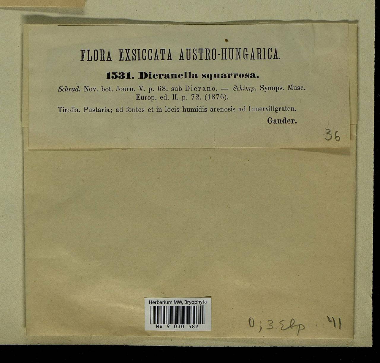 Diobelonella palustris (Dicks.) Ochyra, Bryophytes, Bryophytes - Western Europe (BEu) (Austria)