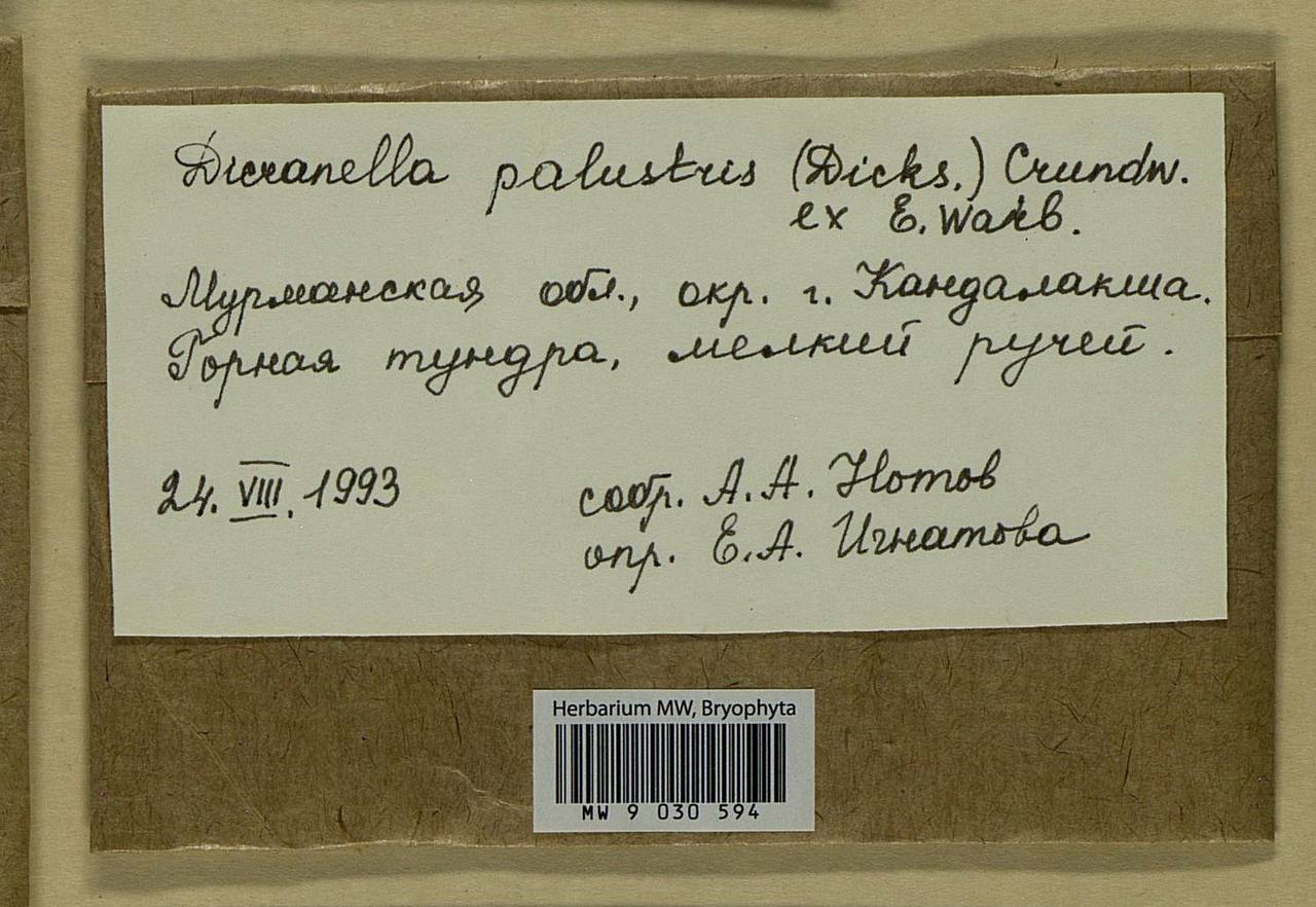 Diobelonella palustris (Dicks.) Ochyra, Bryophytes, Bryophytes - Karelia, Leningrad & Murmansk Oblasts (B4) (Russia)