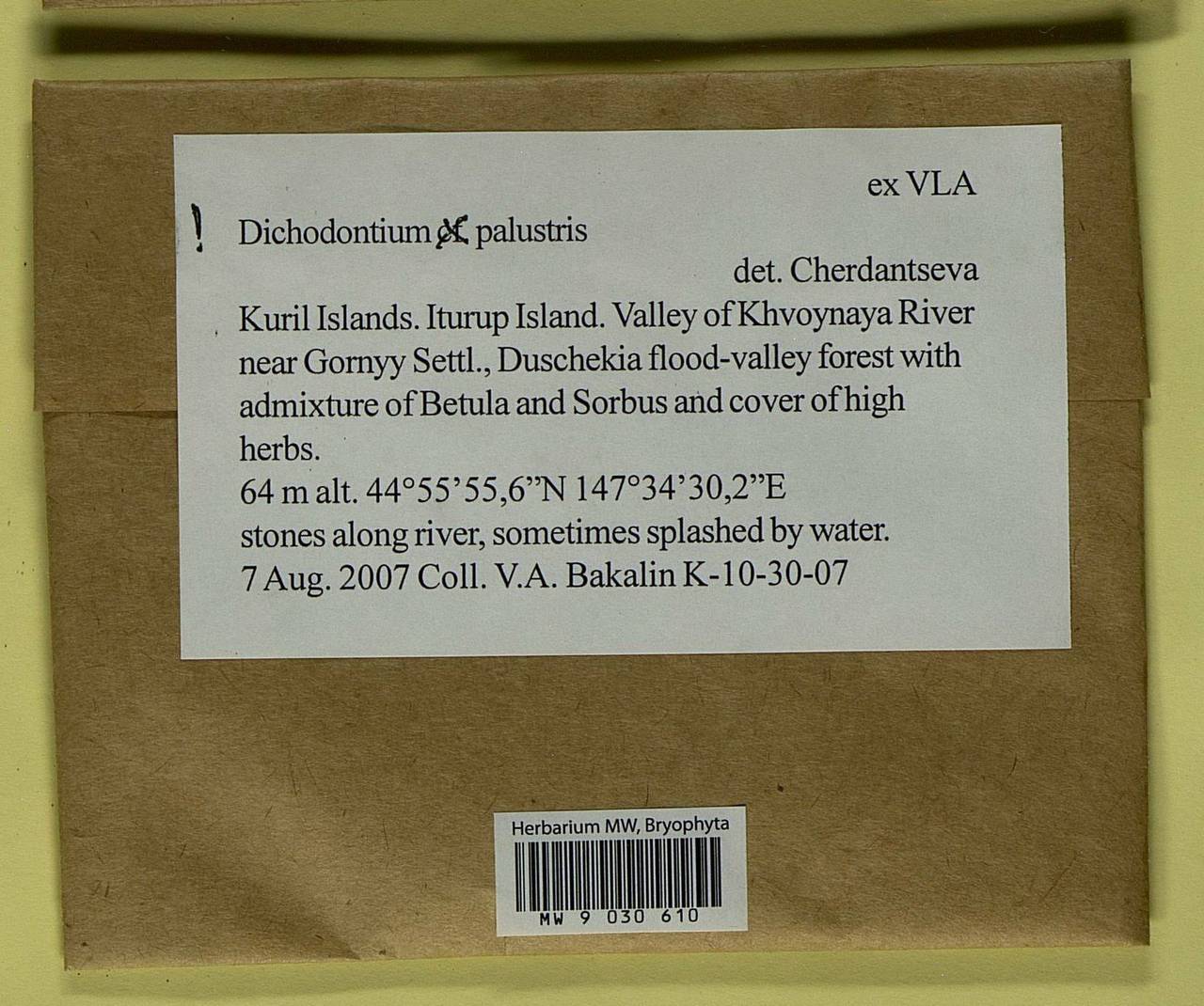 Diobelonella palustris (Dicks.) Ochyra, Bryophytes, Bryophytes - Russian Far East (excl. Chukotka & Kamchatka) (B20) (Russia)