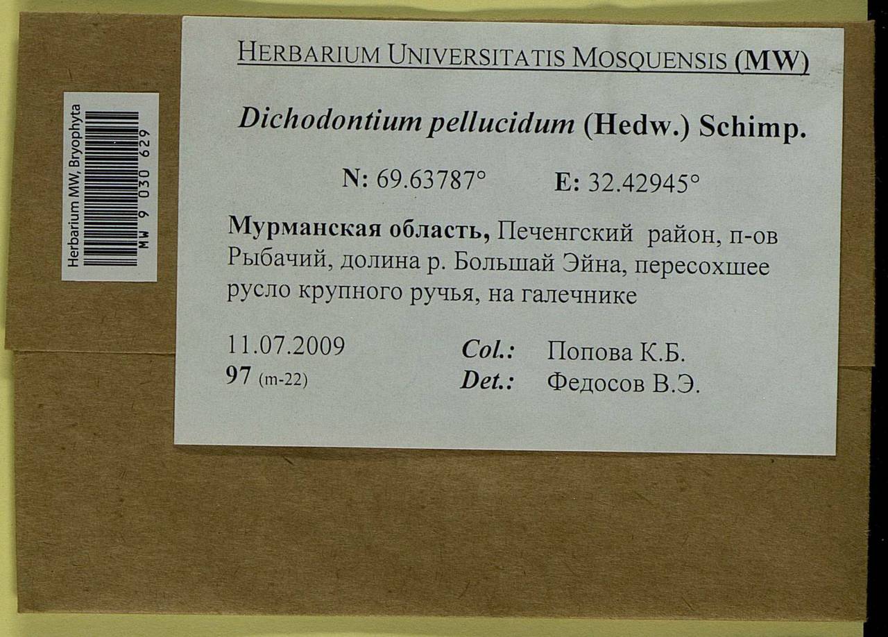 Dichodontium pellucidum (Hedw.) Schimp., Bryophytes, Bryophytes - Karelia, Leningrad & Murmansk Oblasts (B4) (Russia)