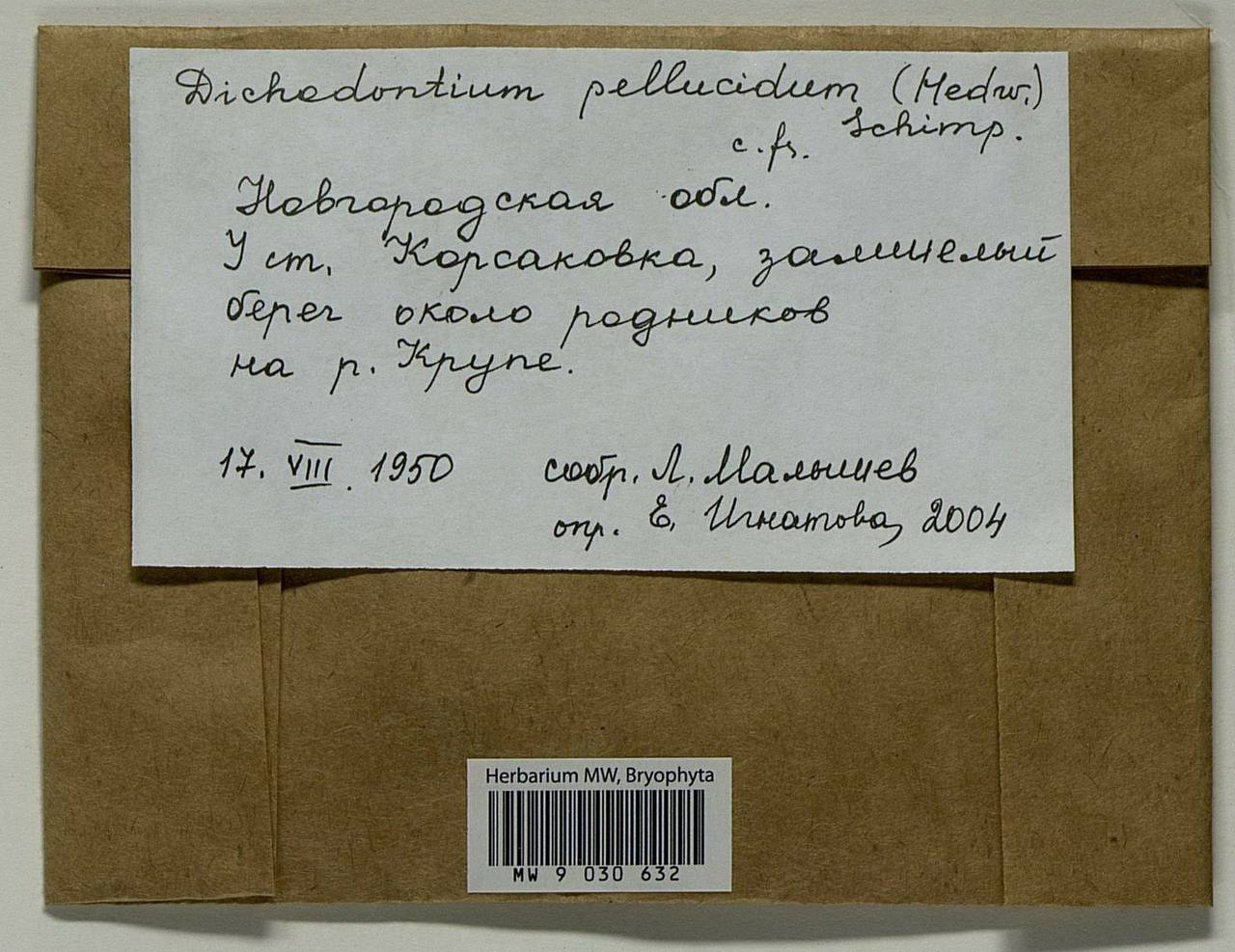 Dichodontium pellucidum (Hedw.) Schimp., Bryophytes, Bryophytes - Novgorod & Pskov Oblasts (B5) (Russia)