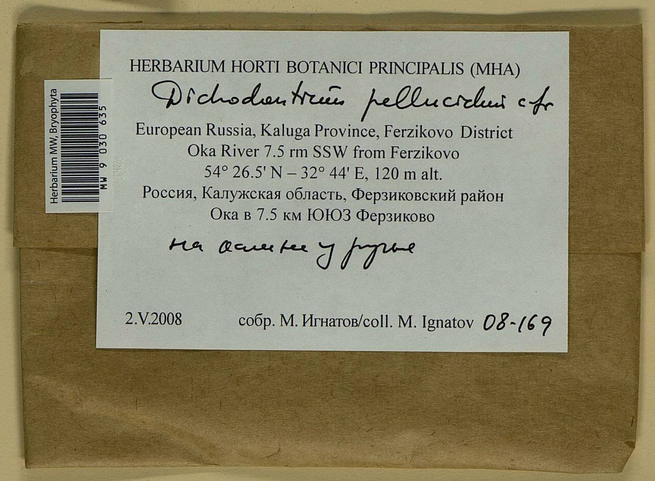 Dichodontium pellucidum (Hedw.) Schimp., Bryophytes, Bryophytes - Middle Russia (B6) (Russia)