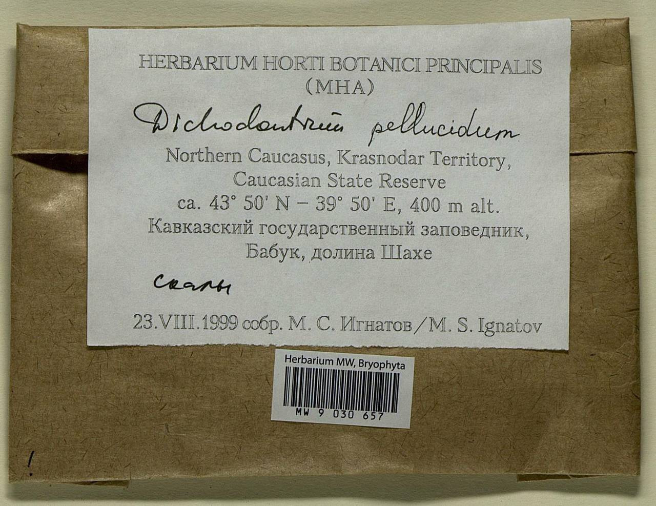 Dichodontium pellucidum (Hedw.) Schimp., Bryophytes, Bryophytes - North Caucasus & Ciscaucasia (B12) (Russia)