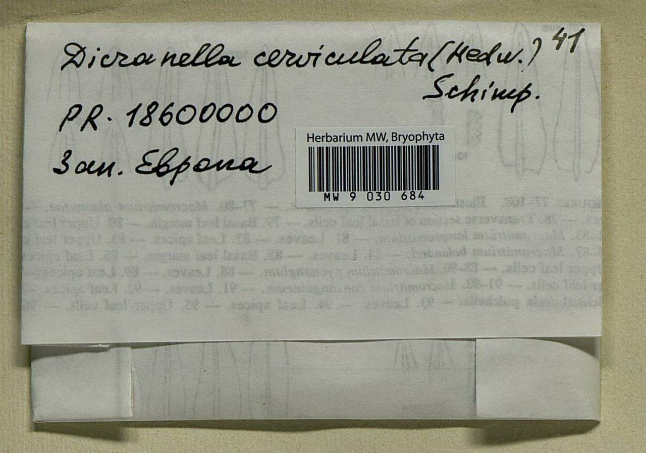 MW9030684, Dicranella cerviculata, specimen Dicranella cerviculata (Hedw.) Schimp., Bryophytes, Bryophytes - Western Europe (BEu) (Not classified)