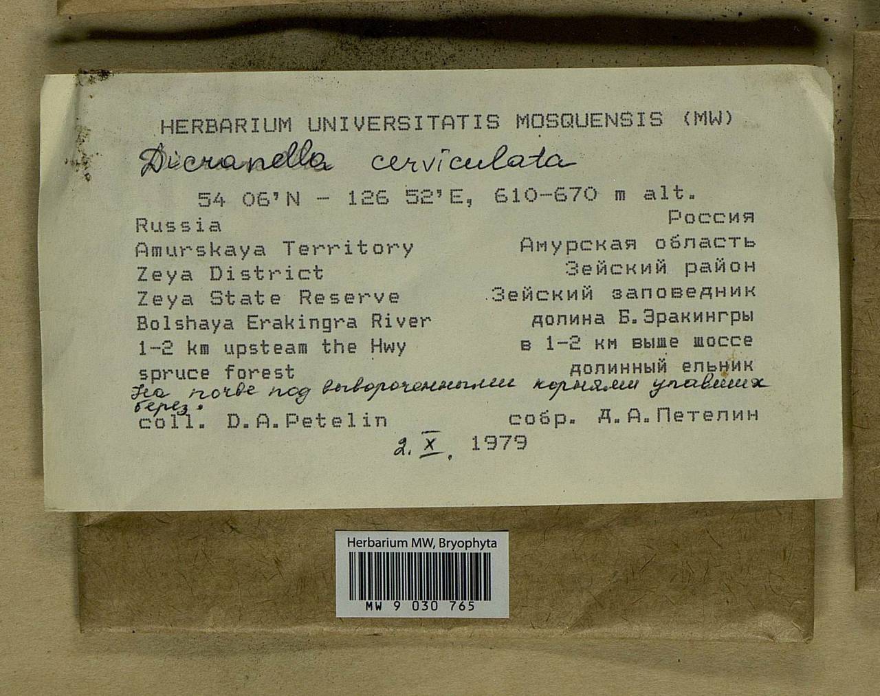 Dicranella cerviculata (Hedw.) Schimp., Bryophytes, Bryophytes - Russian Far East (excl. Chukotka & Kamchatka) (B20) (Russia)