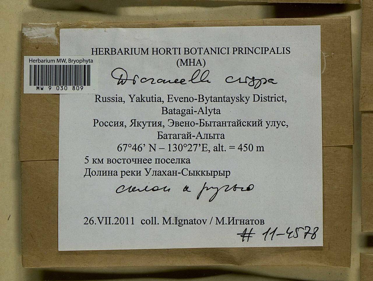 Dicranella crispa (Hedw.) Schimp., Bryophytes, Bryophytes - Yakutia (B19) (Russia)