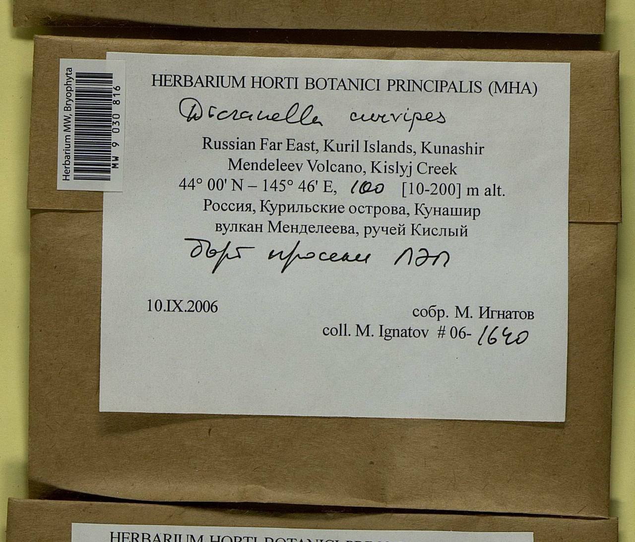Dicranella curvipes (Lindb.) Ignatov, Bryophytes, Bryophytes - Russian Far East (excl. Chukotka & Kamchatka) (B20) (Russia)
