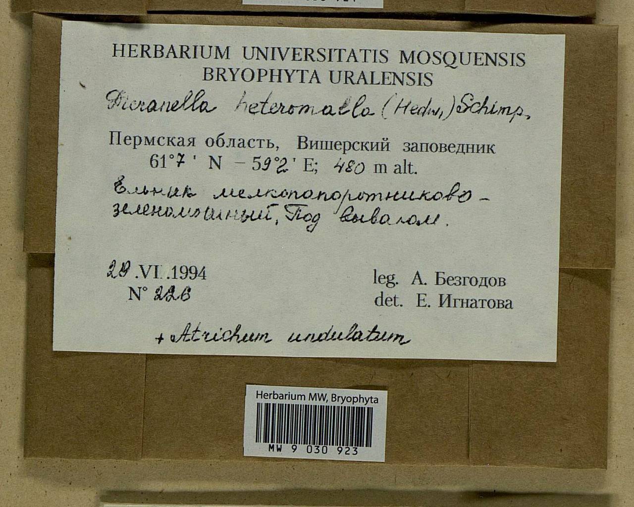 Dicranella heteromalla (Hedw.) Schimp., Bryophytes, Bryophytes - Permsky Krai, Udmurt Republic, Sverdlovsk & Kirov Oblasts (B8) (Russia)