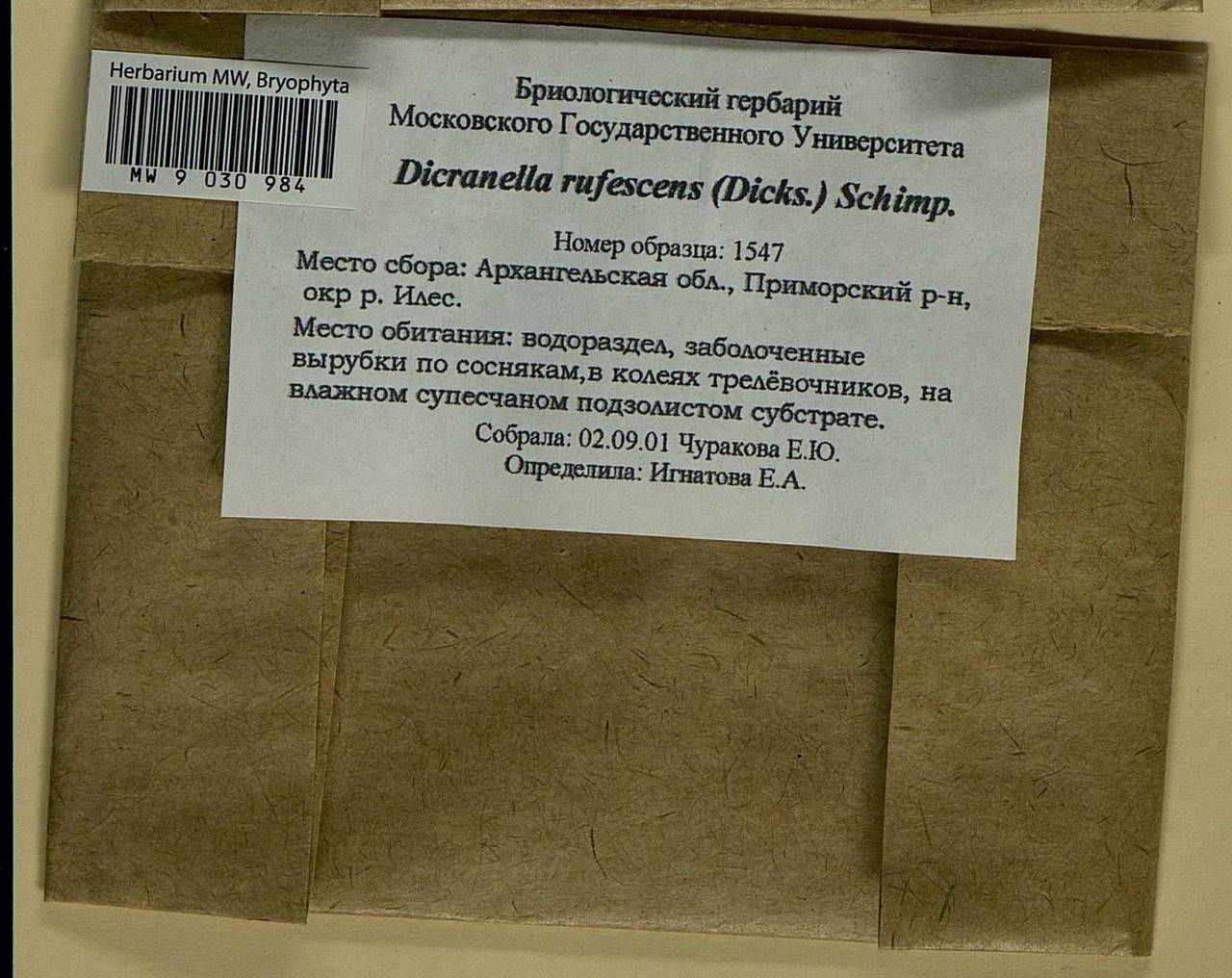 Ruficaulis rufescens (Dicks.) Bonfim Santos & Fedosov, Bryophytes, Bryophytes - European North East (B7) (Russia)