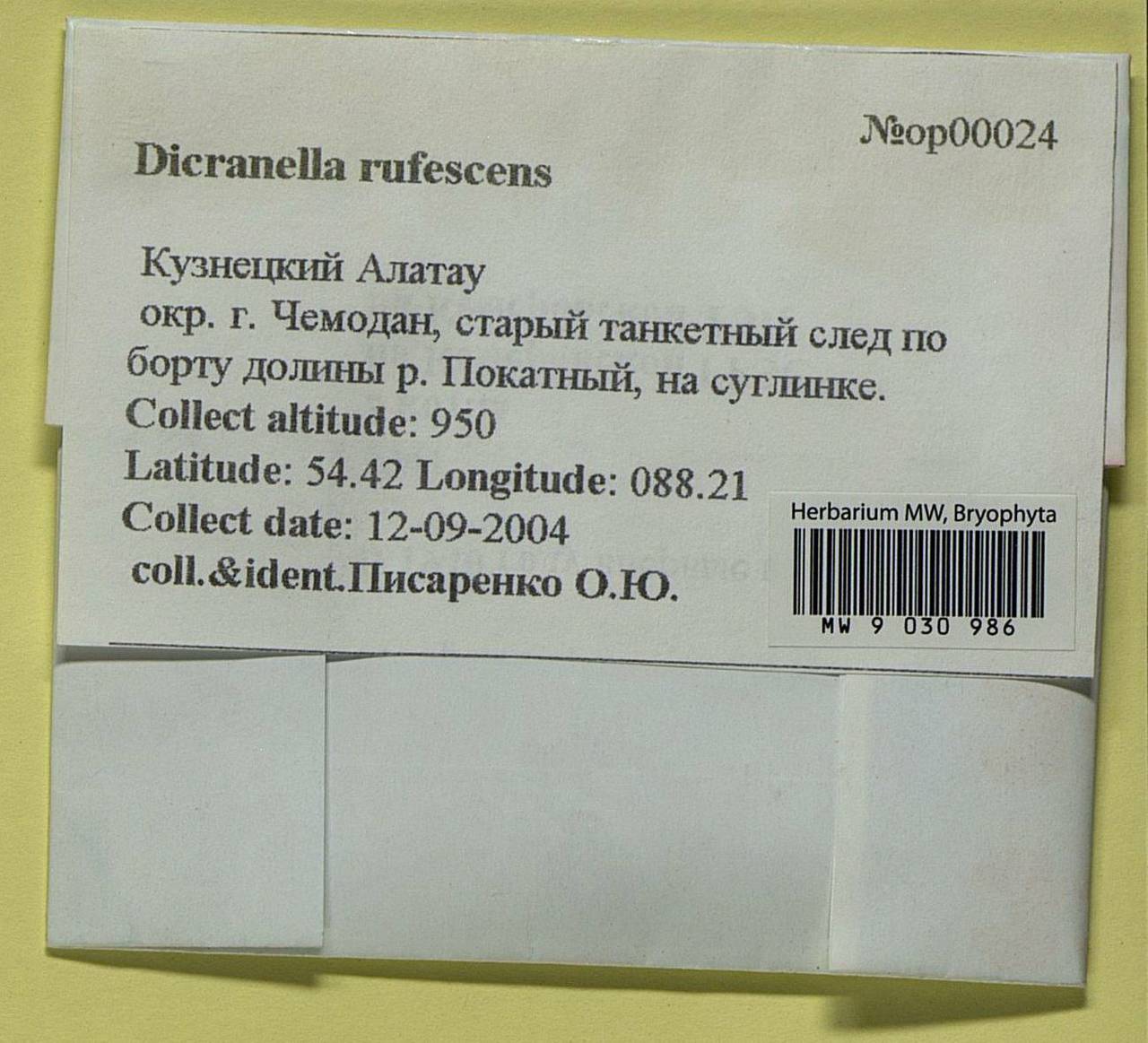 Ruficaulis rufescens (Dicks.) Bonfim Santos & Fedosov, Bryophytes, Bryophytes - Western Siberia (including Altai) (B15) (Russia)