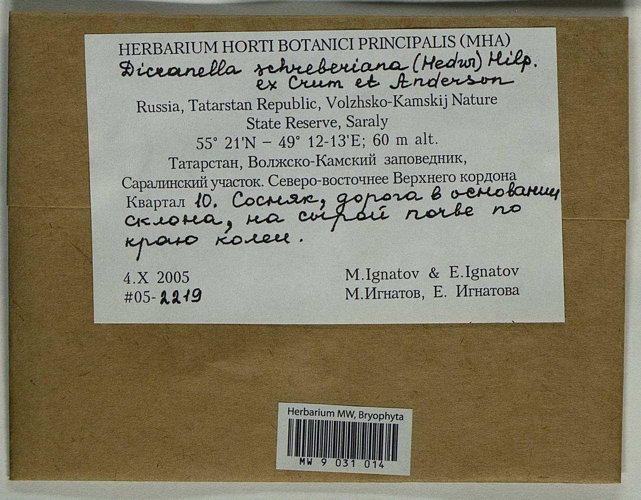 Aongstroemia schreberiana (Hedw.) Bonfim Santos & Fedosov, Bryophytes, Bryophytes - Middle Volga (B9) (Russia)