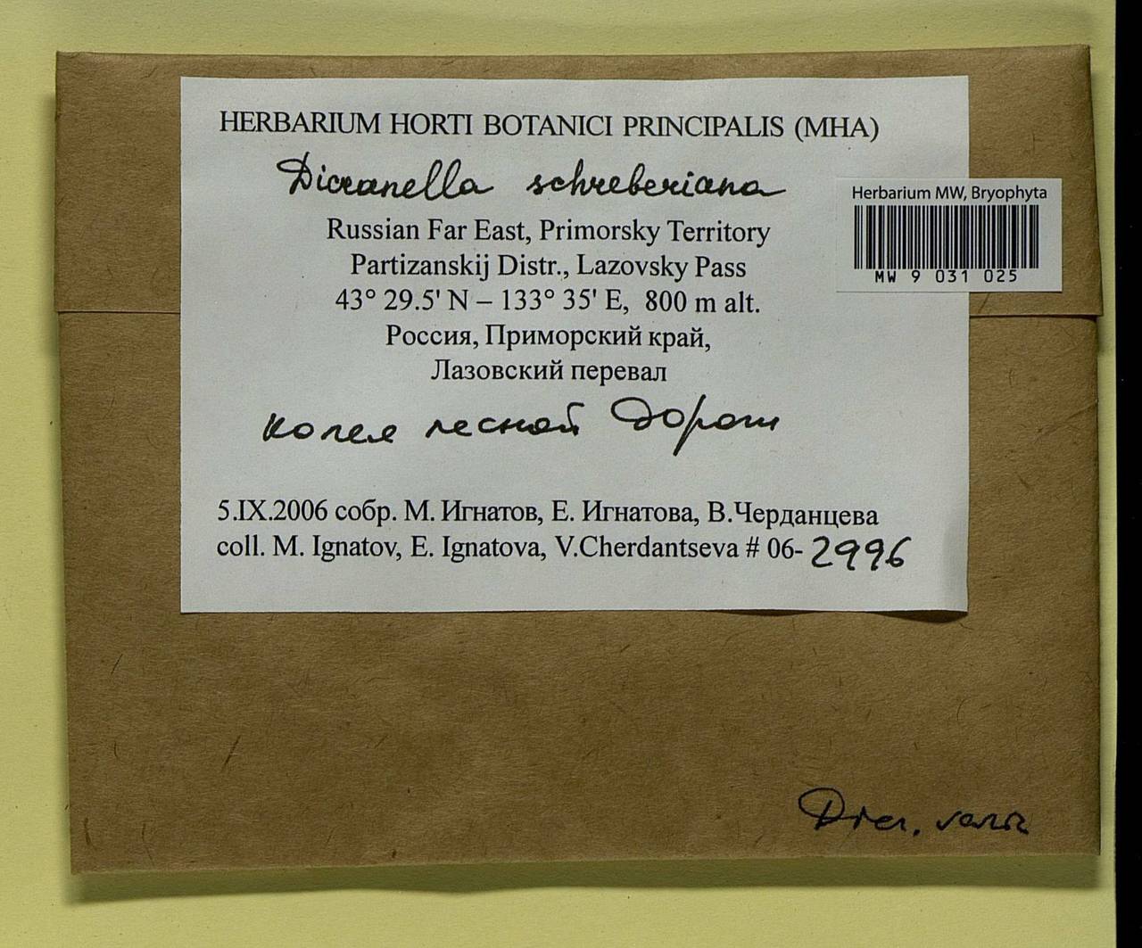 Aongstroemia schreberiana (Hedw.) Bonfim Santos & Fedosov, Bryophytes, Bryophytes - Russian Far East (excl. Chukotka & Kamchatka) (B20) (Russia)