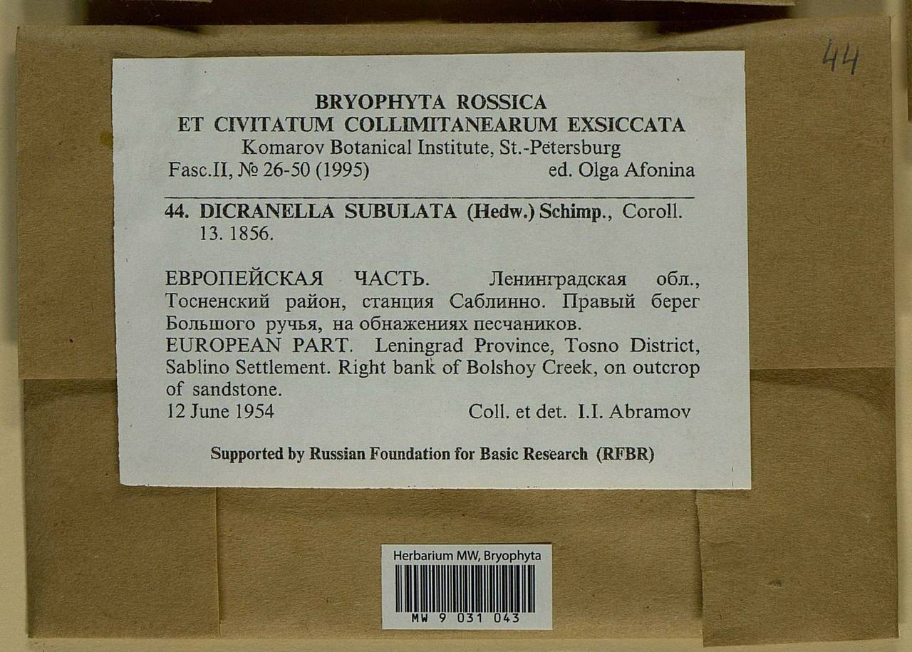 Dicranellopsis subulata (Hedw.) Bonfim Santos, Siebel & Fedosov, Bryophytes, Bryophytes - Karelia, Leningrad & Murmansk Oblasts (B4) (Russia)