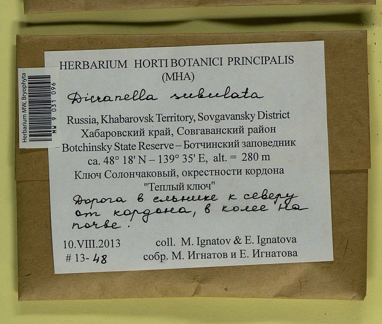 Dicranellopsis subulata (Hedw.) Bonfim Santos, Siebel & Fedosov, Bryophytes, Bryophytes - Russian Far East (excl. Chukotka & Kamchatka) (B20) (Russia)