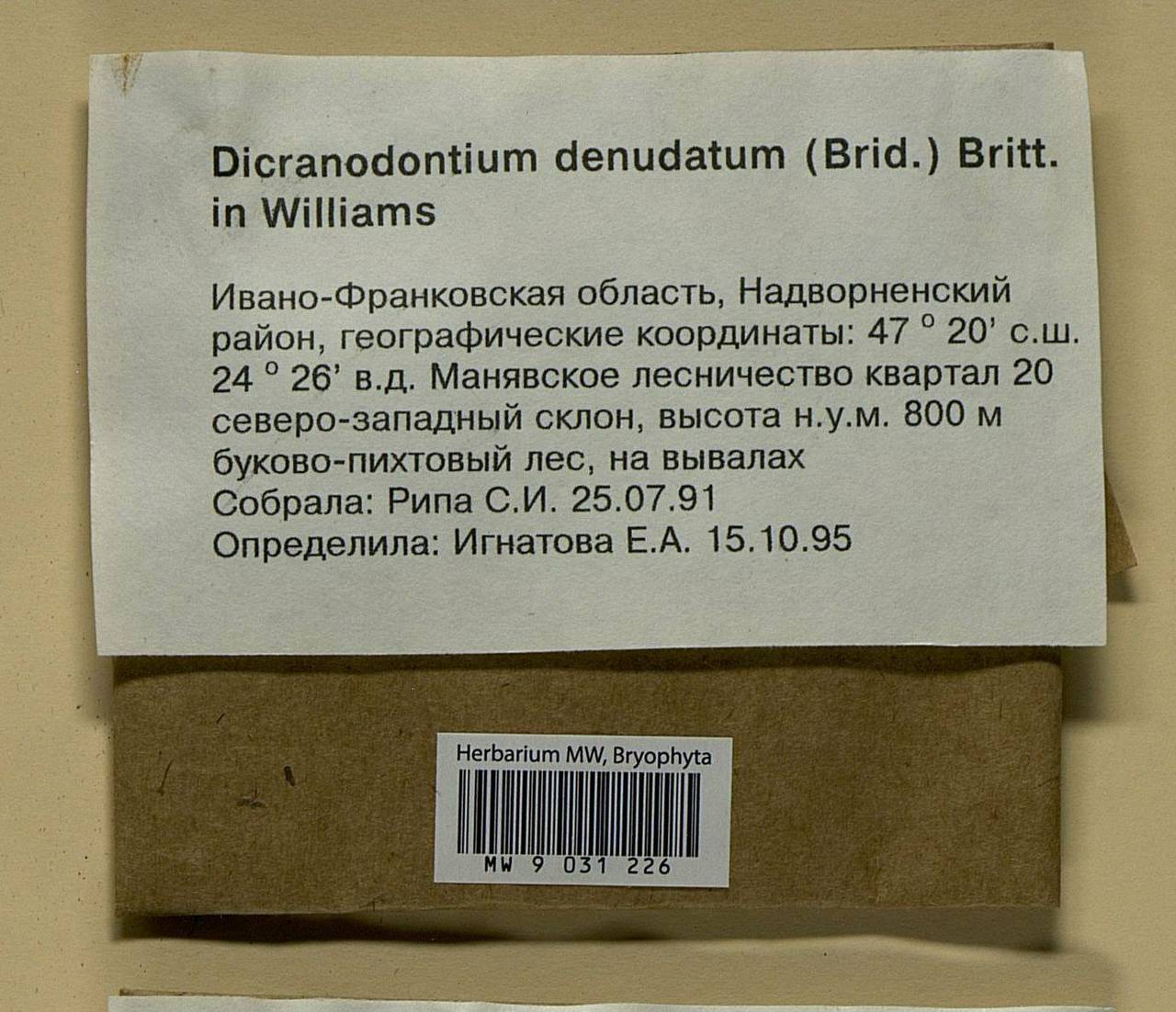 Dicranodontium denudatum (Brid.) E. Britton, Bryophytes, Bryophytes - Ukraine & Moldova (B3) (Ukraine)