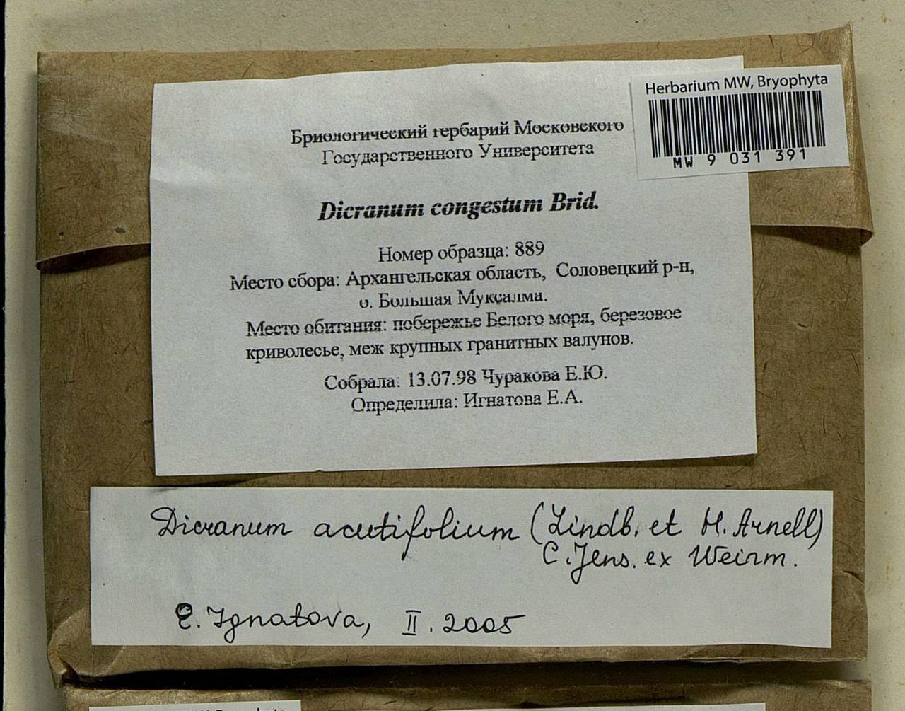 Dicranum acutifolium (Lindb. & Arnell) C.E.O. Jensen, Bryophytes, Bryophytes - European North East (B7) (Russia)