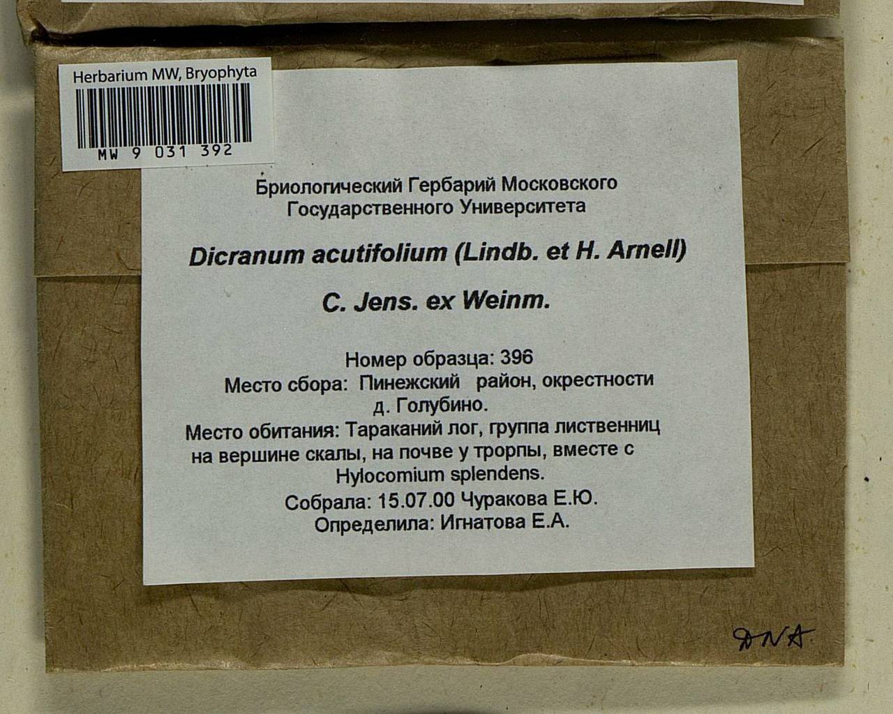 Dicranum acutifolium (Lindb. & Arnell) C.E.O. Jensen, Bryophytes, Bryophytes - European North East (B7) (Russia)