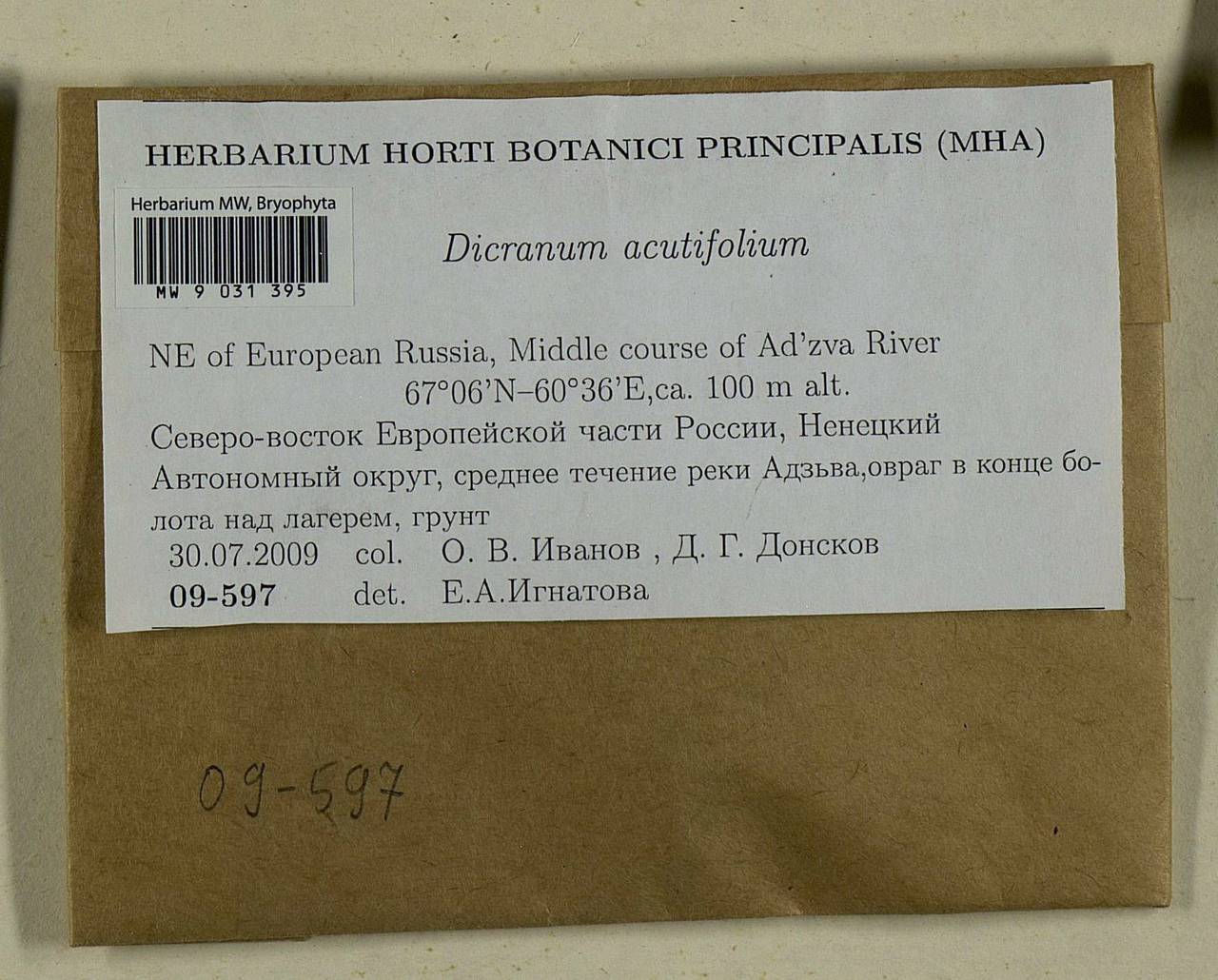 Dicranum acutifolium (Lindb. & Arnell) C.E.O. Jensen, Bryophytes, Bryophytes - European North East (B7) (Russia)