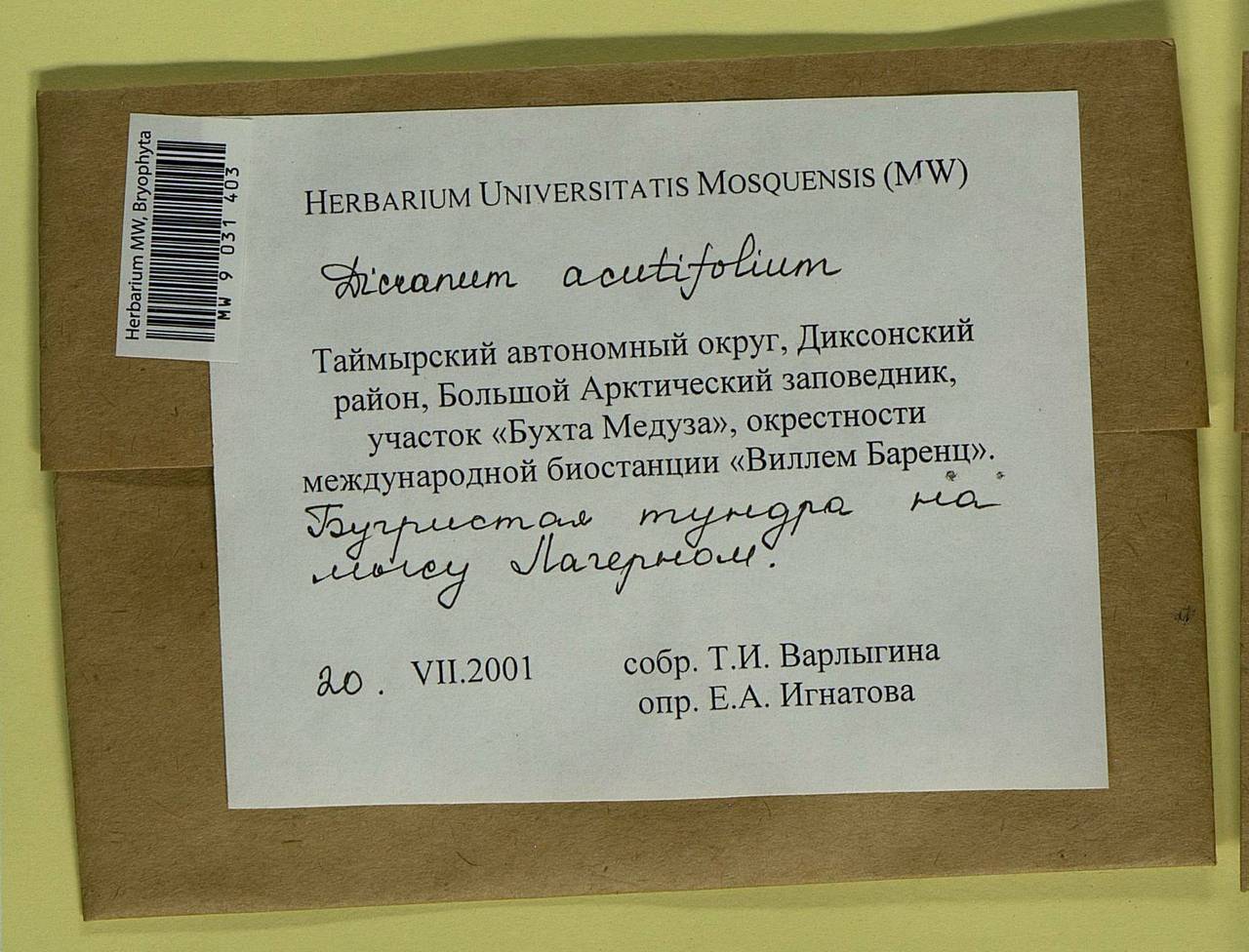 Dicranum acutifolium (Lindb. & Arnell) C.E.O. Jensen, Bryophytes, Bryophytes - Krasnoyarsk Krai, Tyva & Khakassia (B17) (Russia)