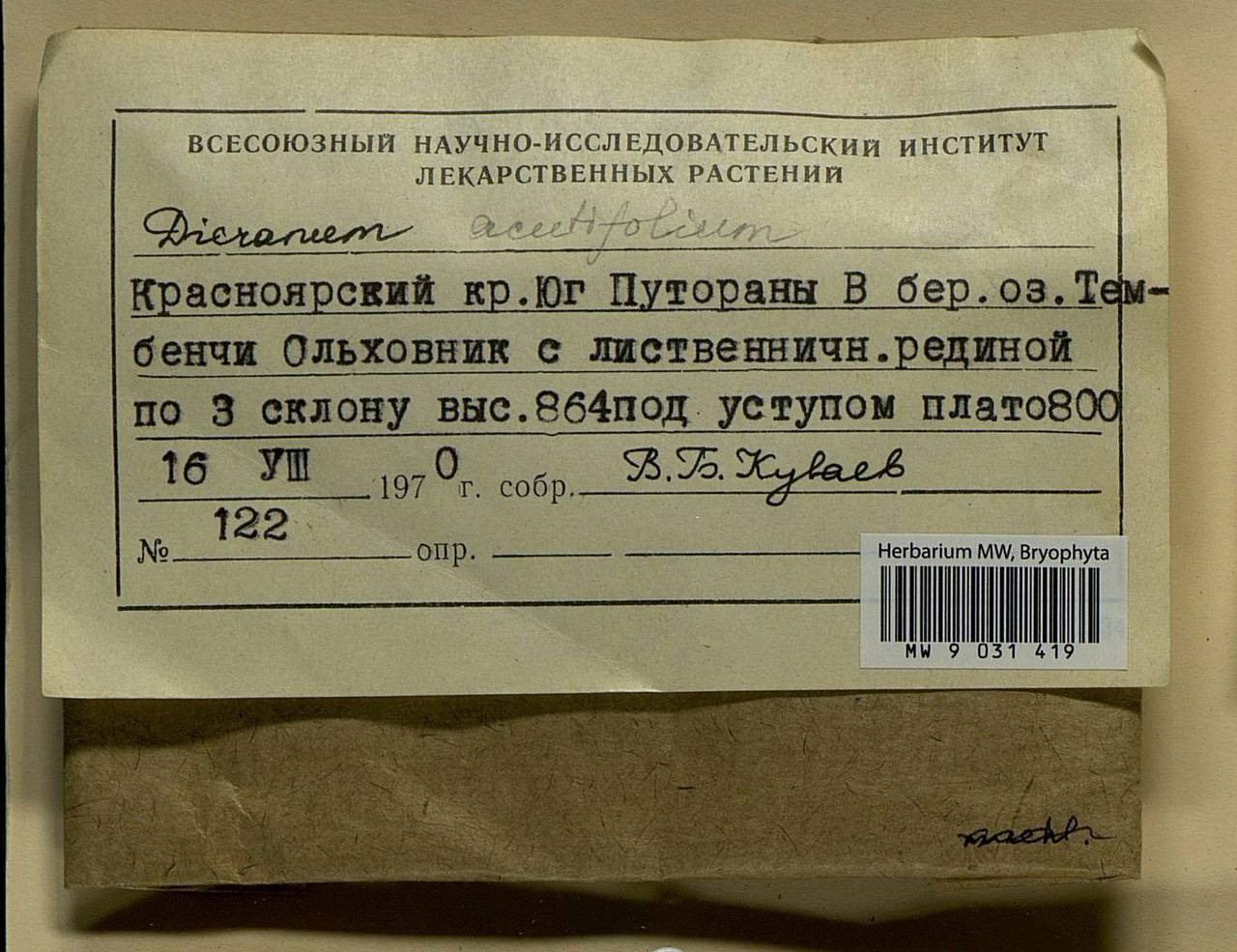 Dicranum acutifolium (Lindb. & Arnell) C.E.O. Jensen, Bryophytes, Bryophytes - Krasnoyarsk Krai, Tyva & Khakassia (B17) (Russia)