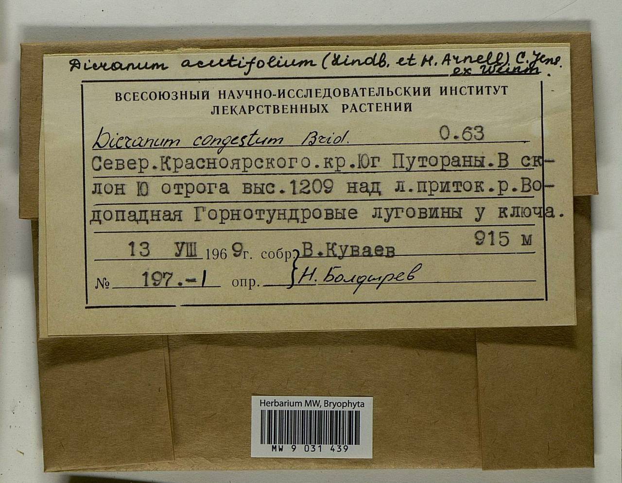 Dicranum acutifolium (Lindb. & Arnell) C.E.O. Jensen, Bryophytes, Bryophytes - Krasnoyarsk Krai, Tyva & Khakassia (B17) (Russia)