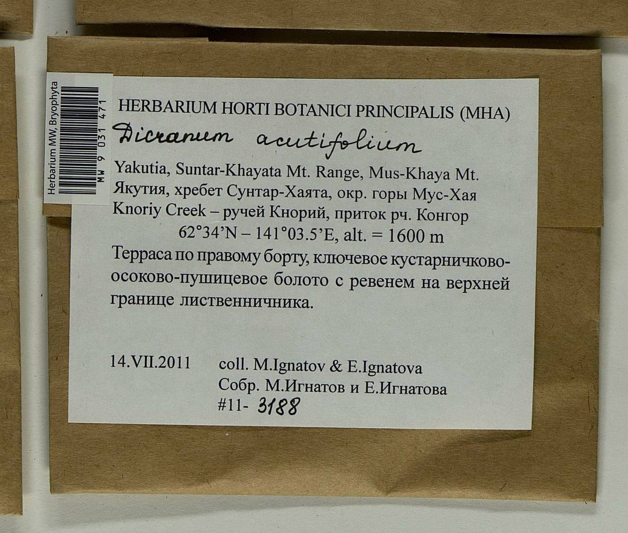 Dicranum acutifolium (Lindb. & Arnell) C.E.O. Jensen, Bryophytes, Bryophytes - Yakutia (B19) (Russia)