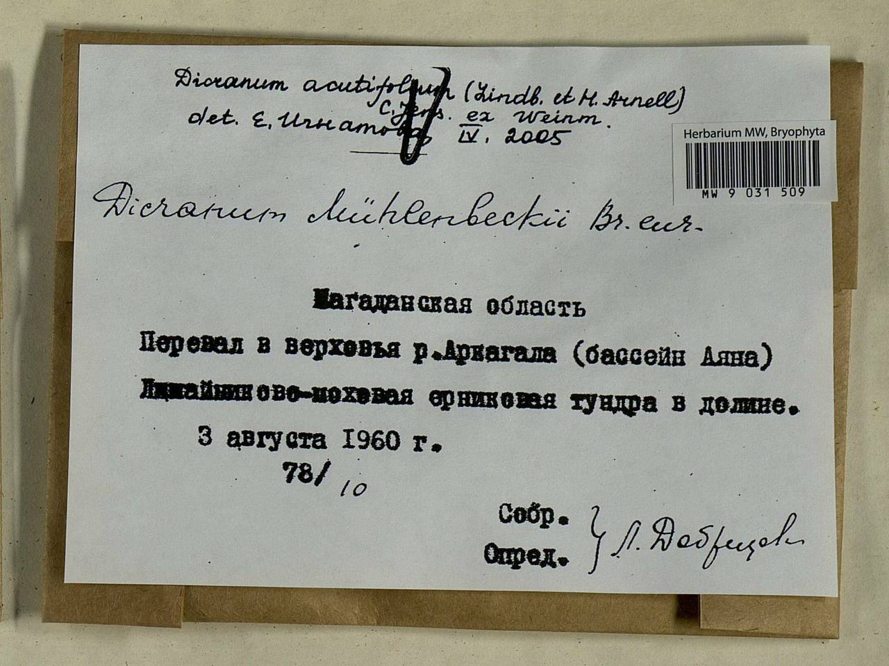Dicranum acutifolium (Lindb. & Arnell) C.E.O. Jensen, Bryophytes, Bryophytes - Chukotka & Kamchatka (B21) (Russia)