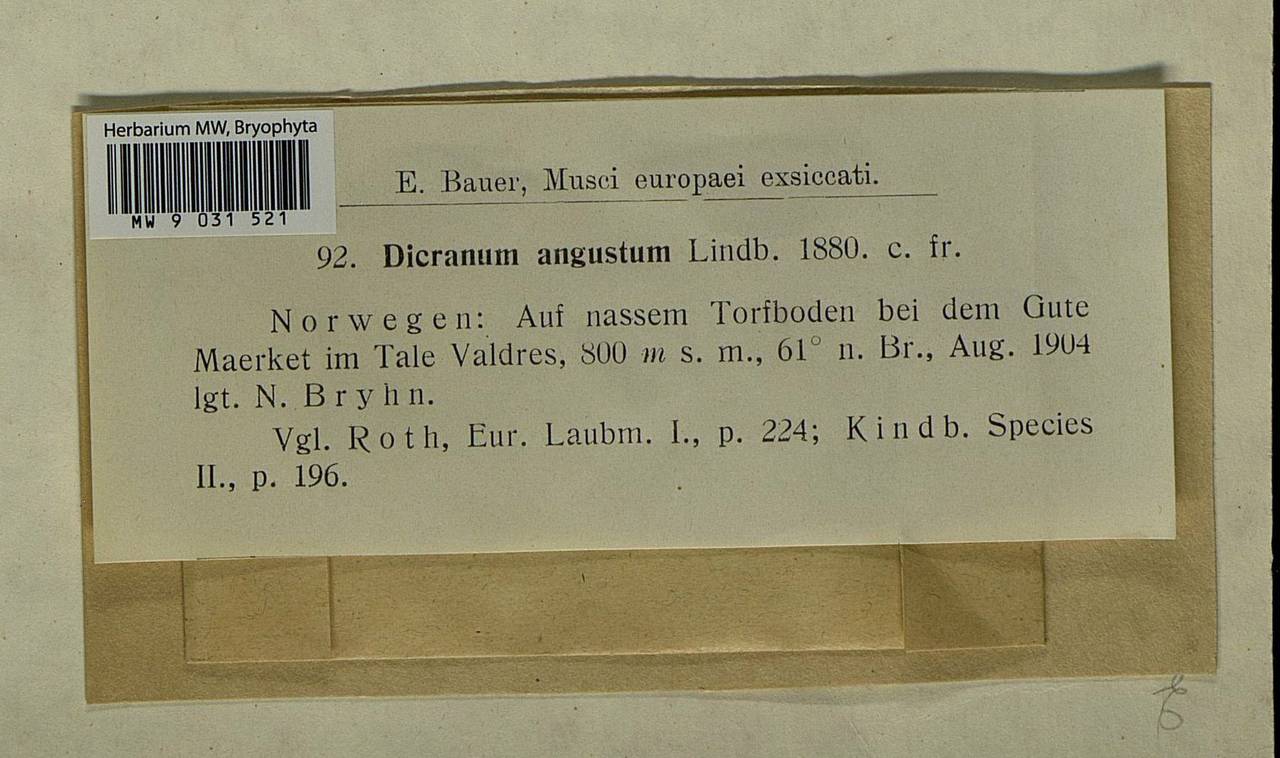 Dicranum spadiceum J.E. Zetterst., Bryophytes, Bryophytes - Western Europe (BEu) (Norway)