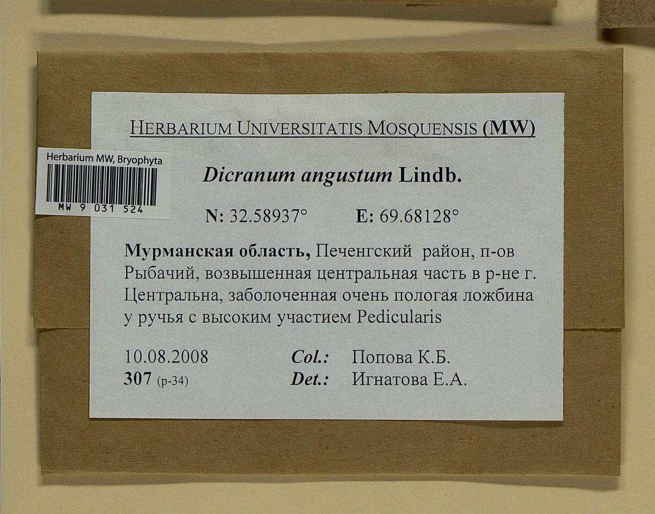 Dicranum spadiceum J.E. Zetterst., Bryophytes, Bryophytes - Karelia, Leningrad & Murmansk Oblasts (B4) (Russia)