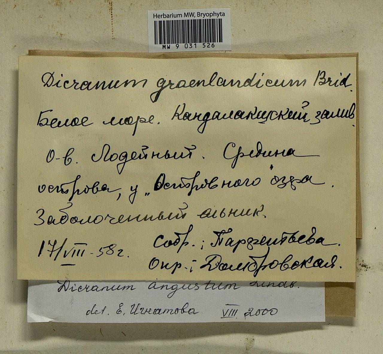 Dicranum spadiceum J.E. Zetterst., Bryophytes, Bryophytes - Karelia, Leningrad & Murmansk Oblasts (B4) (Russia)