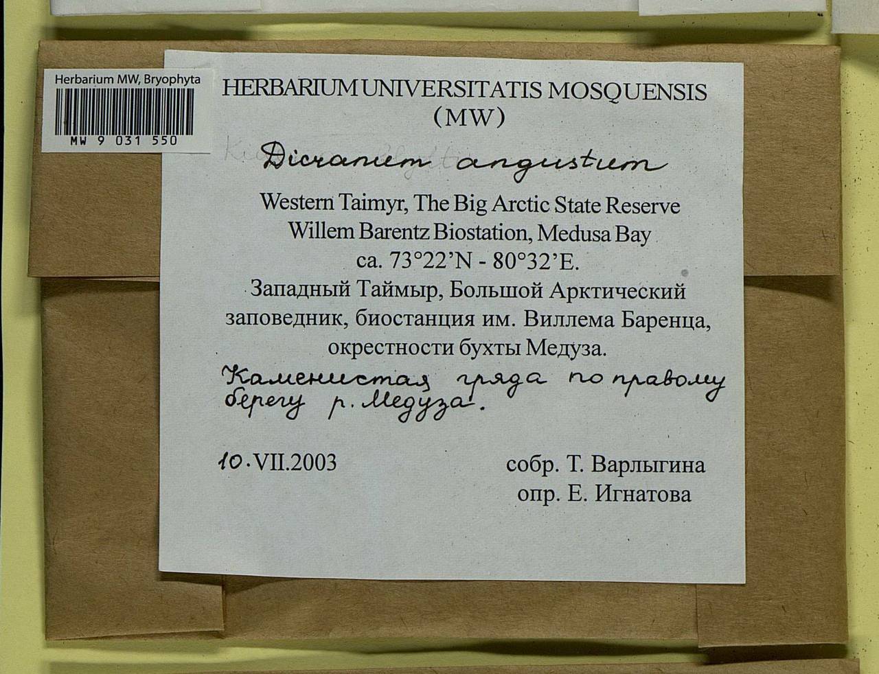 Dicranum spadiceum J.E. Zetterst., Bryophytes, Bryophytes - Krasnoyarsk Krai, Tyva & Khakassia (B17) (Russia)