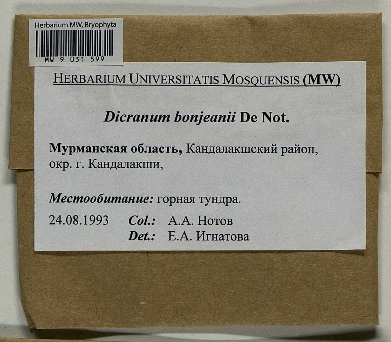 Dicranum bonjeanii De Not., Bryophytes, Bryophytes - Karelia, Leningrad & Murmansk Oblasts (B4) (Russia)