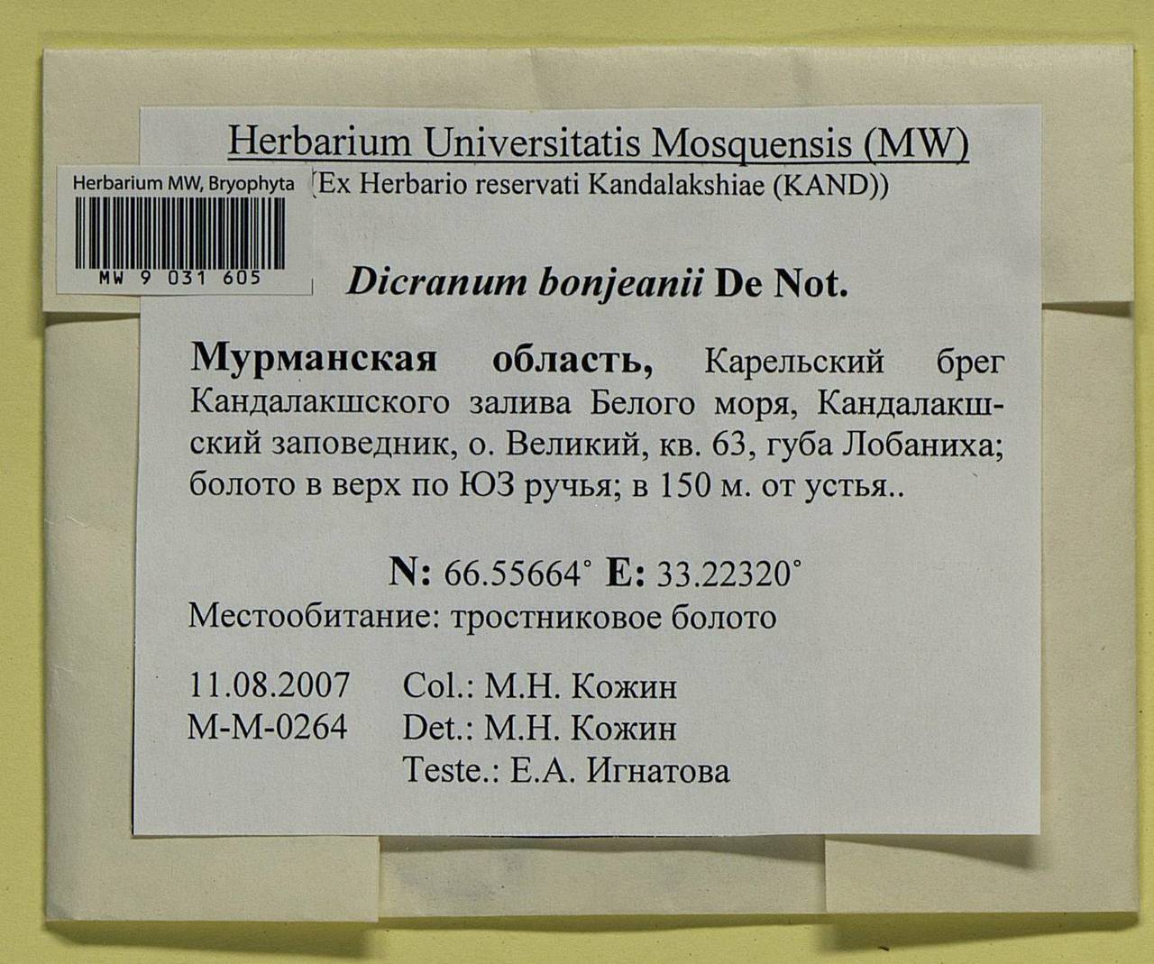 Dicranum bonjeanii De Not., Bryophytes, Bryophytes - Karelia, Leningrad & Murmansk Oblasts (B4) (Russia)