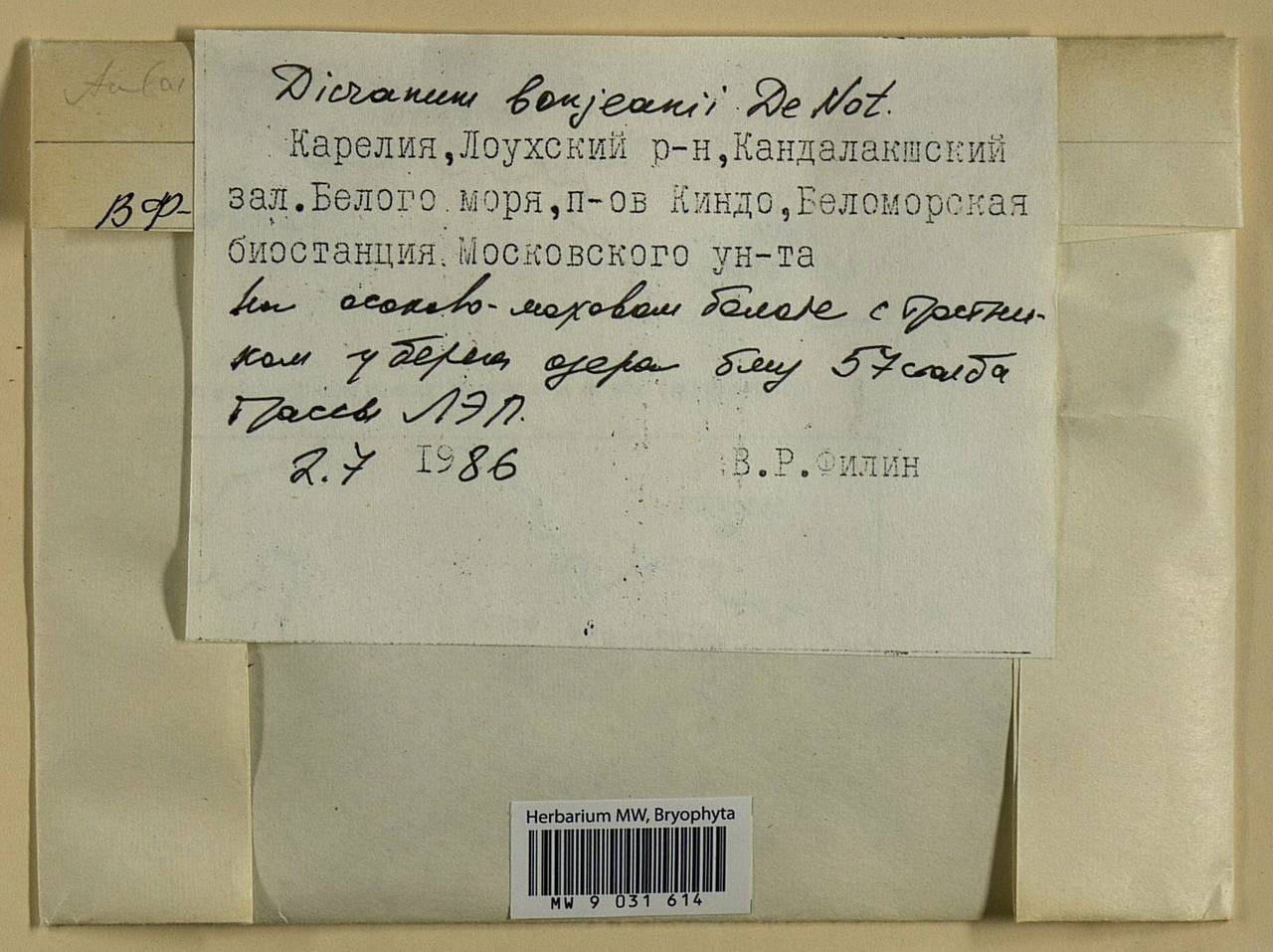 Dicranum bonjeanii De Not., Bryophytes, Bryophytes - Karelia, Leningrad & Murmansk Oblasts (B4) (Russia)