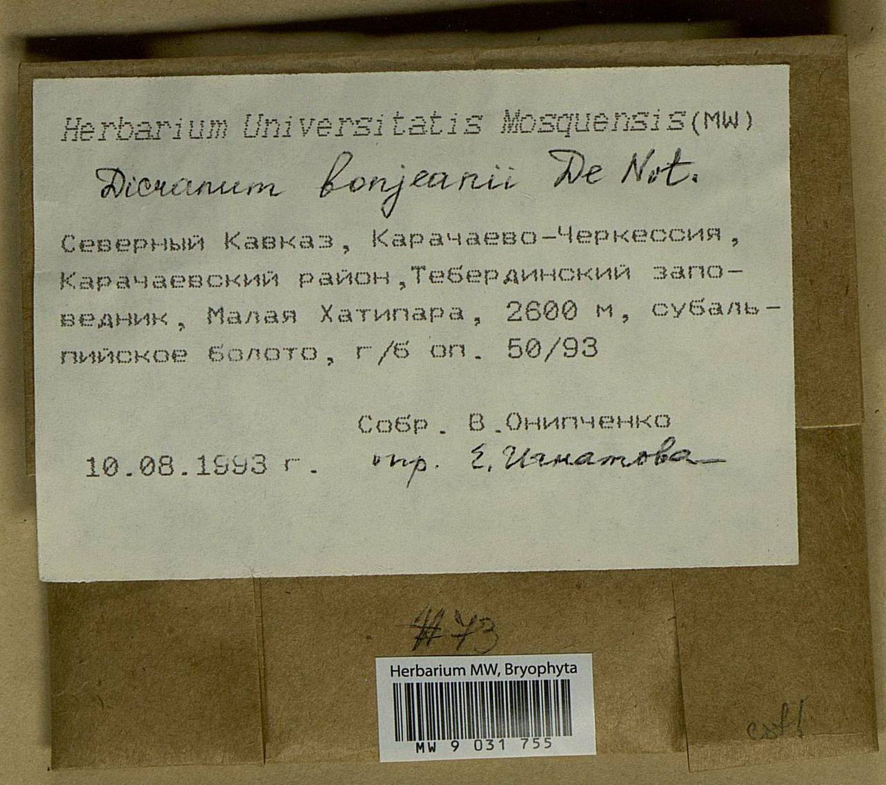 Dicranum bonjeanii De Not., Bryophytes, Bryophytes - North Caucasus & Ciscaucasia (B12) (Russia)