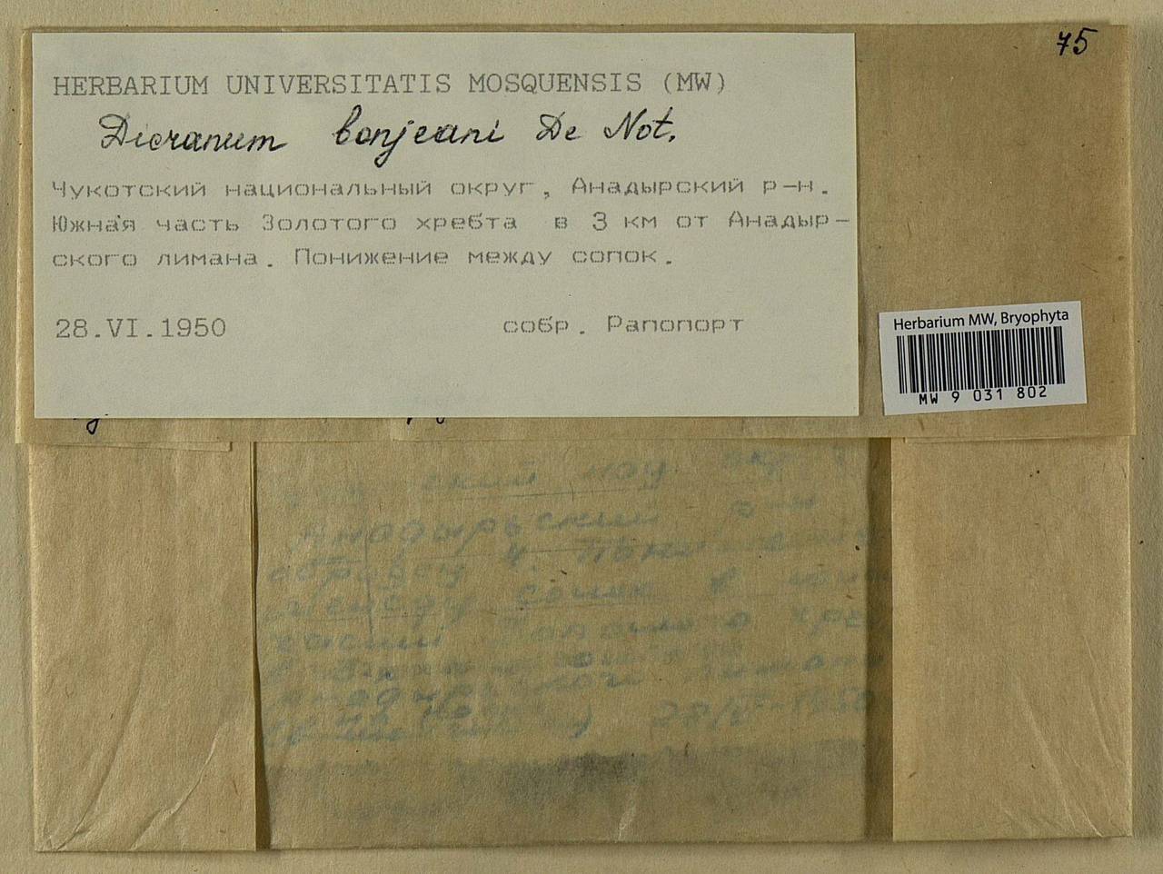 Dicranum bonjeanii De Not., Bryophytes, Bryophytes - Chukotka & Kamchatka (B21) (Russia)