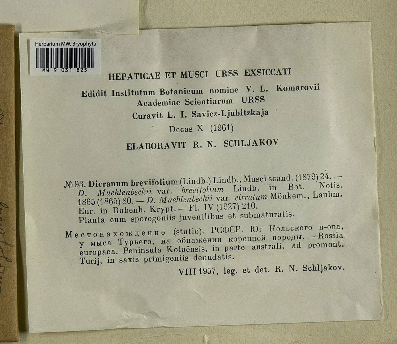 Dicranum brevifolium (Lindb.) Lindb., Bryophytes, Bryophytes - Karelia, Leningrad & Murmansk Oblasts (B4) (Russia)