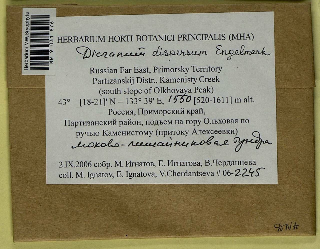 Dicranum dispersum Engelmark, Bryophytes, Bryophytes - Russian Far East (excl. Chukotka & Kamchatka) (B20) (Russia)