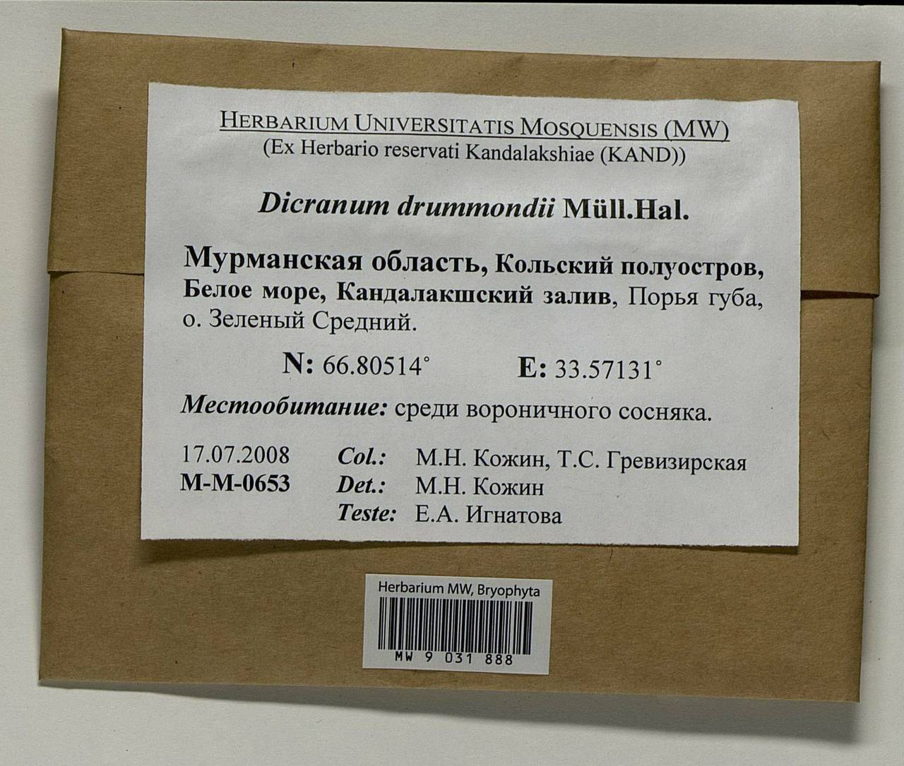 Dicranum drummondii Müll. Hal., Bryophytes, Bryophytes - Karelia, Leningrad & Murmansk Oblasts (B4) (Russia)