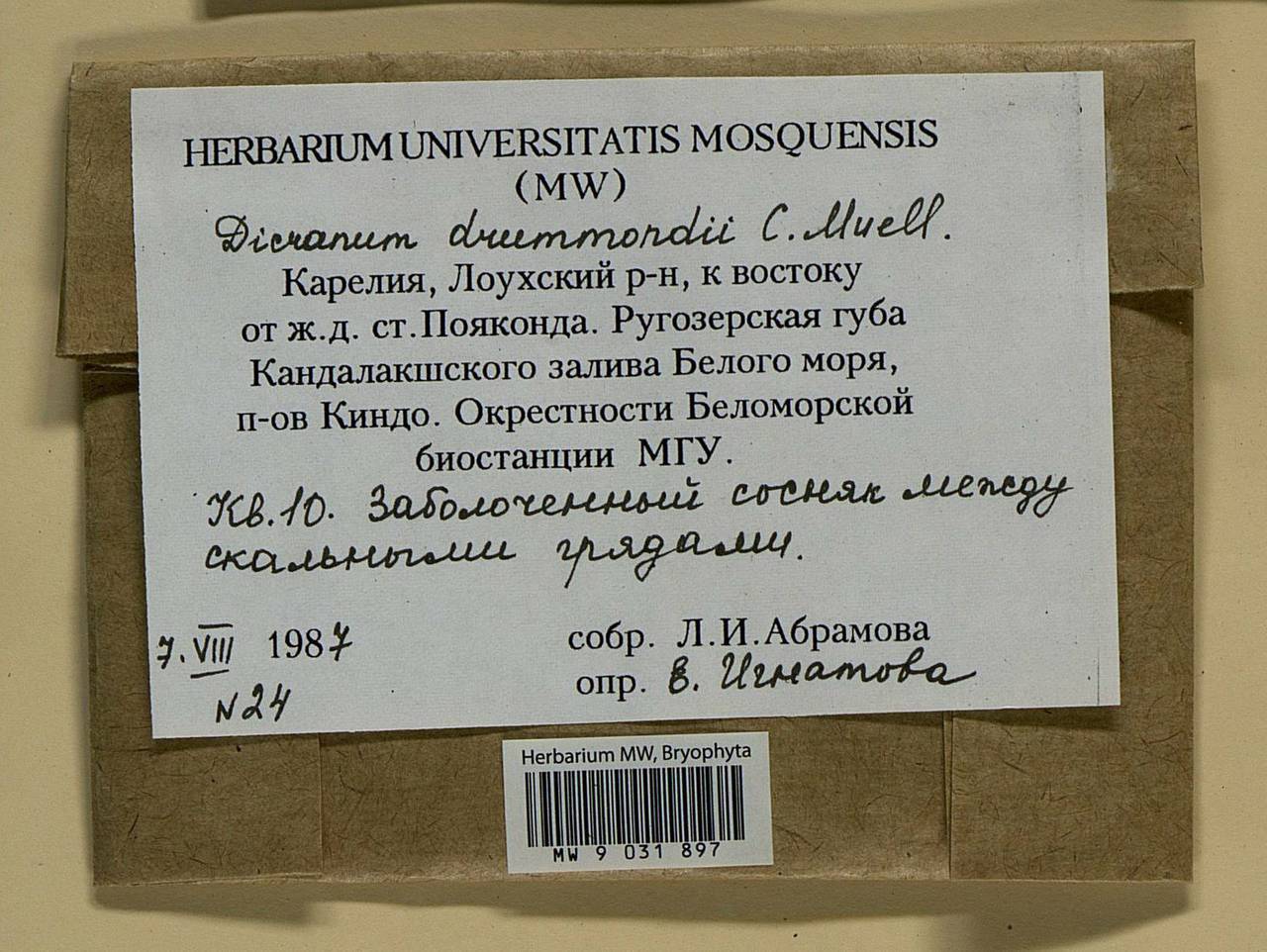 Dicranum drummondii Müll. Hal., Bryophytes, Bryophytes - Karelia, Leningrad & Murmansk Oblasts (B4) (Russia)