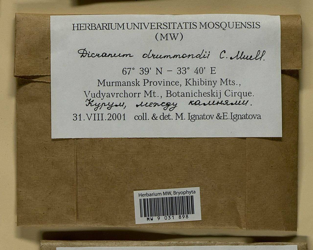 Dicranum drummondii Müll. Hal., Bryophytes, Bryophytes - Karelia, Leningrad & Murmansk Oblasts (B4) (Russia)