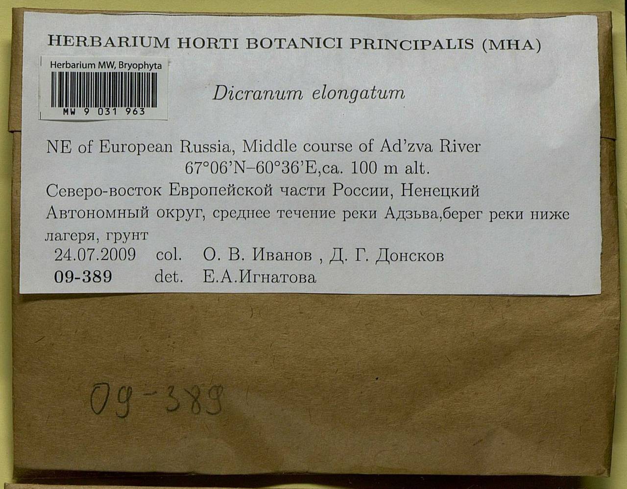 Dicranum elongatum Schleich. ex Schwägr., Bryophytes, Bryophytes - European North East (B7) (Russia)