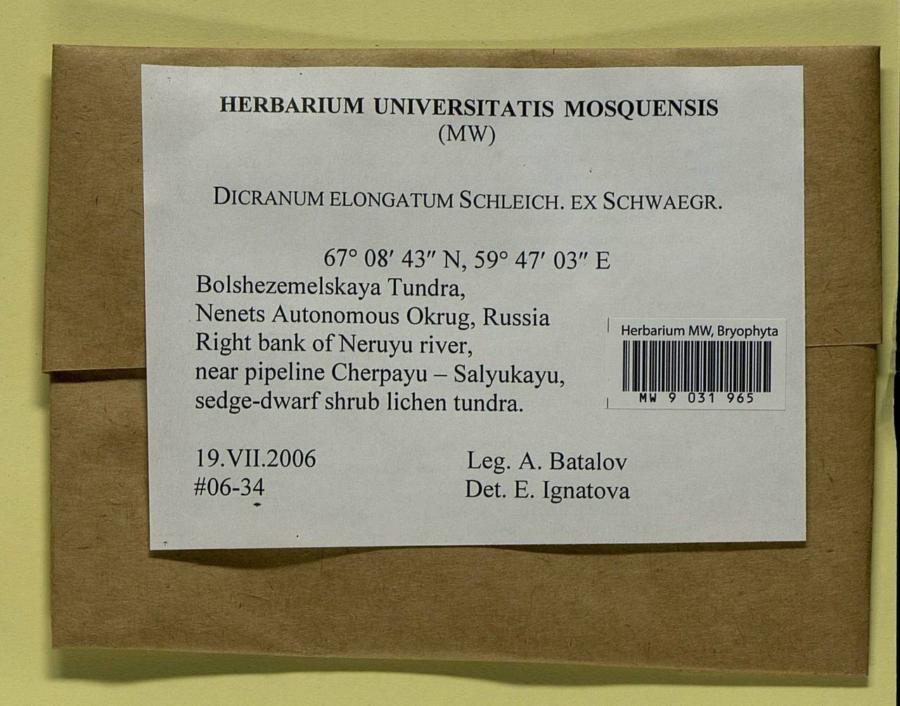 Dicranum elongatum Schleich. ex Schwägr., Bryophytes, Bryophytes - European North East (B7) (Russia)