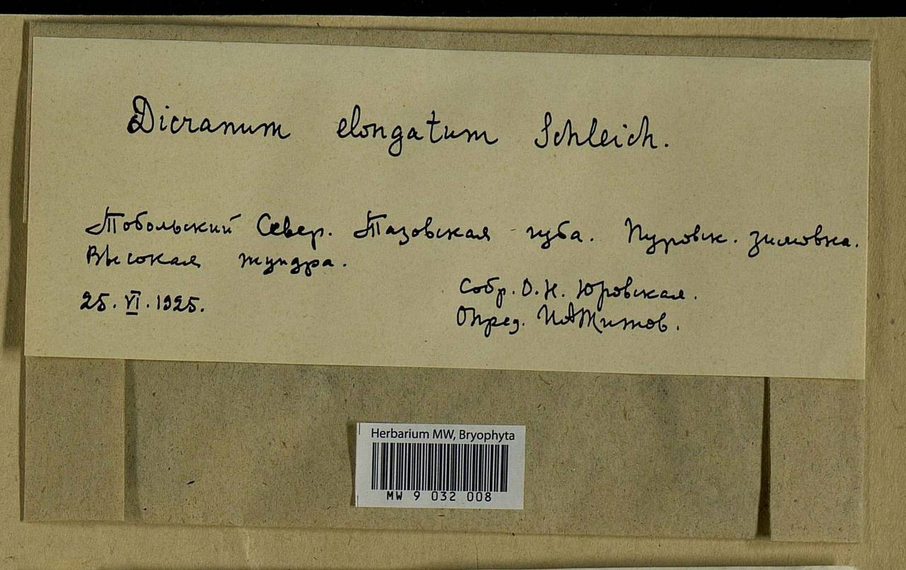 Dicranum elongatum Schleich. ex Schwägr., Bryophytes, Bryophytes - Western Siberia (including Altai) (B15) (Russia)